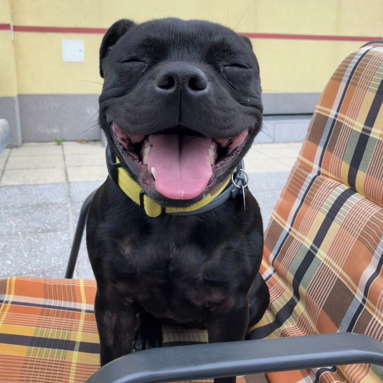 Soutěžní fotografie - Shady,  Stafordšírský bullterier