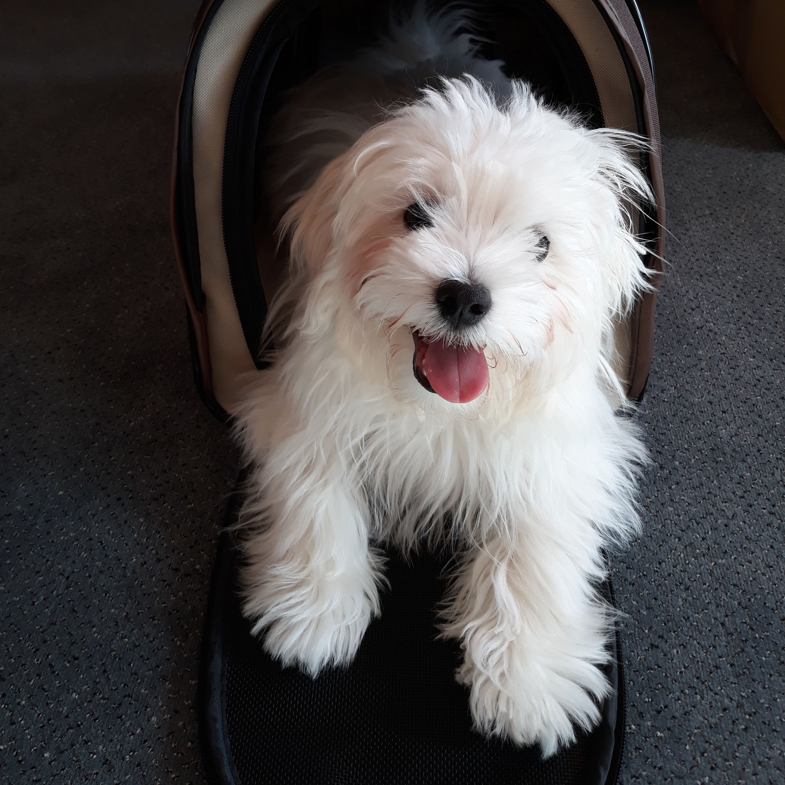 Soutěžní fotografie - Lady,  Maltézský psík