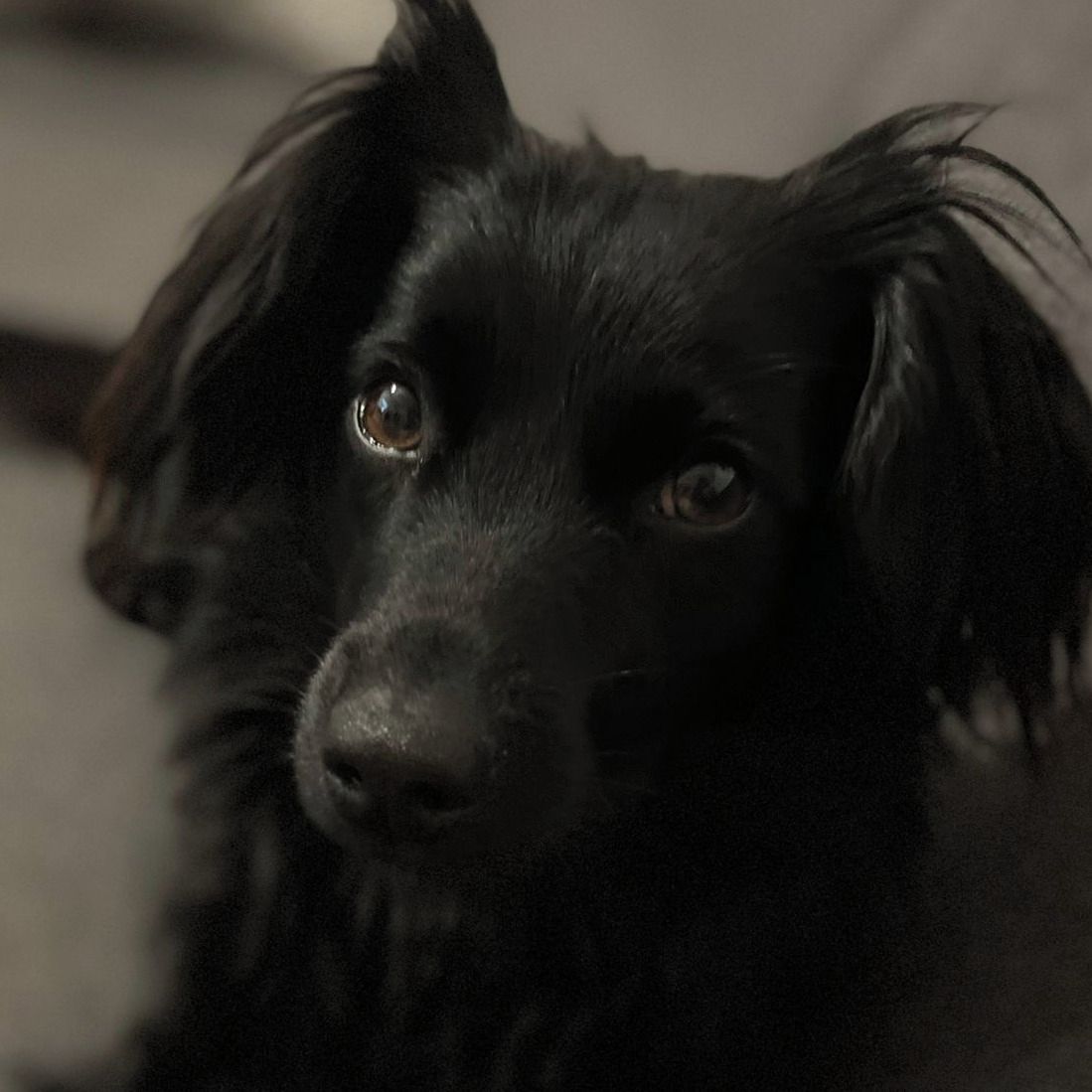 Soutěžní fotografie - Peggy,  Ostatní