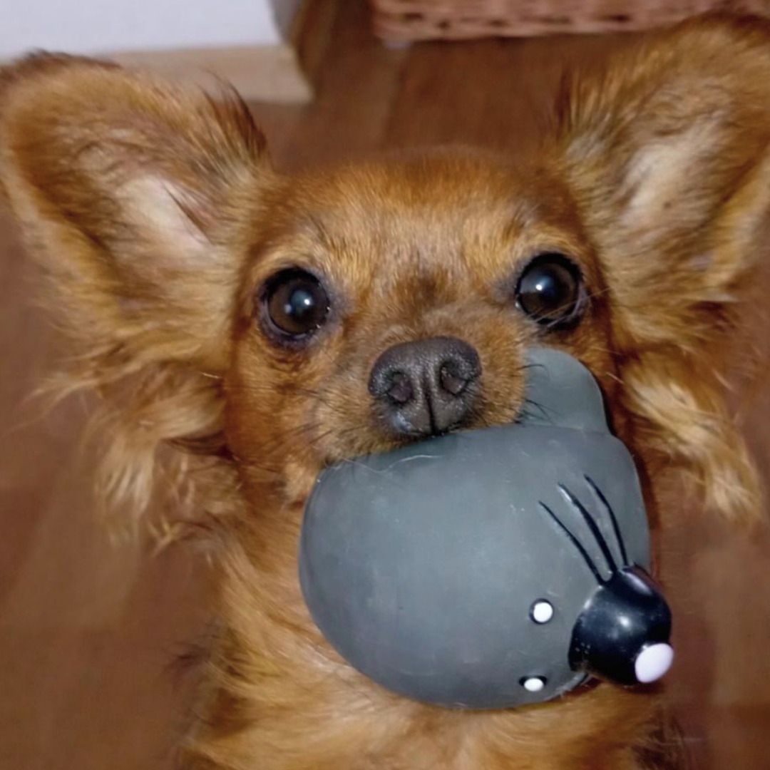 Soutěžní fotografie - Meggy,  Čivava dlouhosrstá