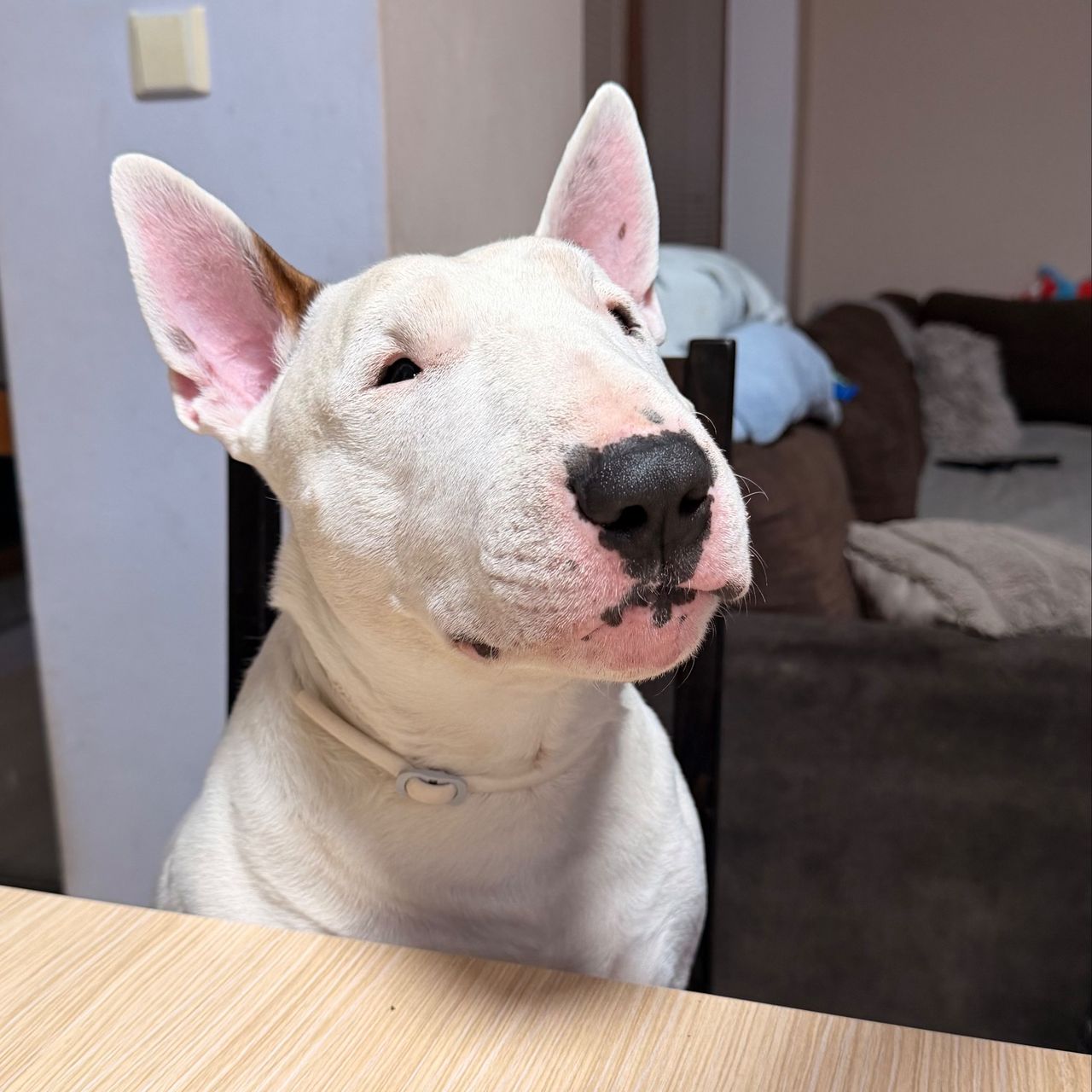 Soutěžní fotografie - Dony,  Bulteriér