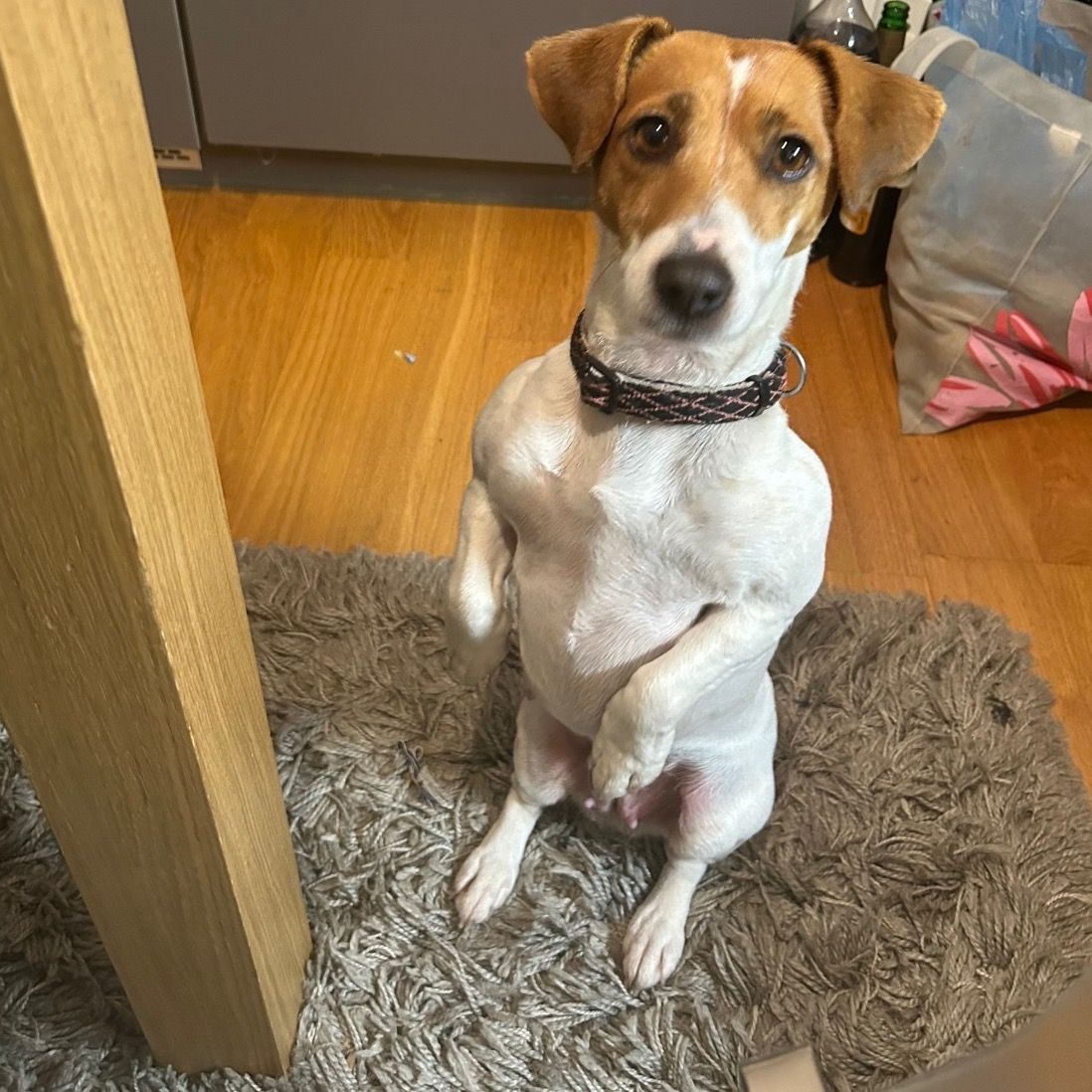 Soutěžní fotografie - Mia,  Jack Russell Teriér