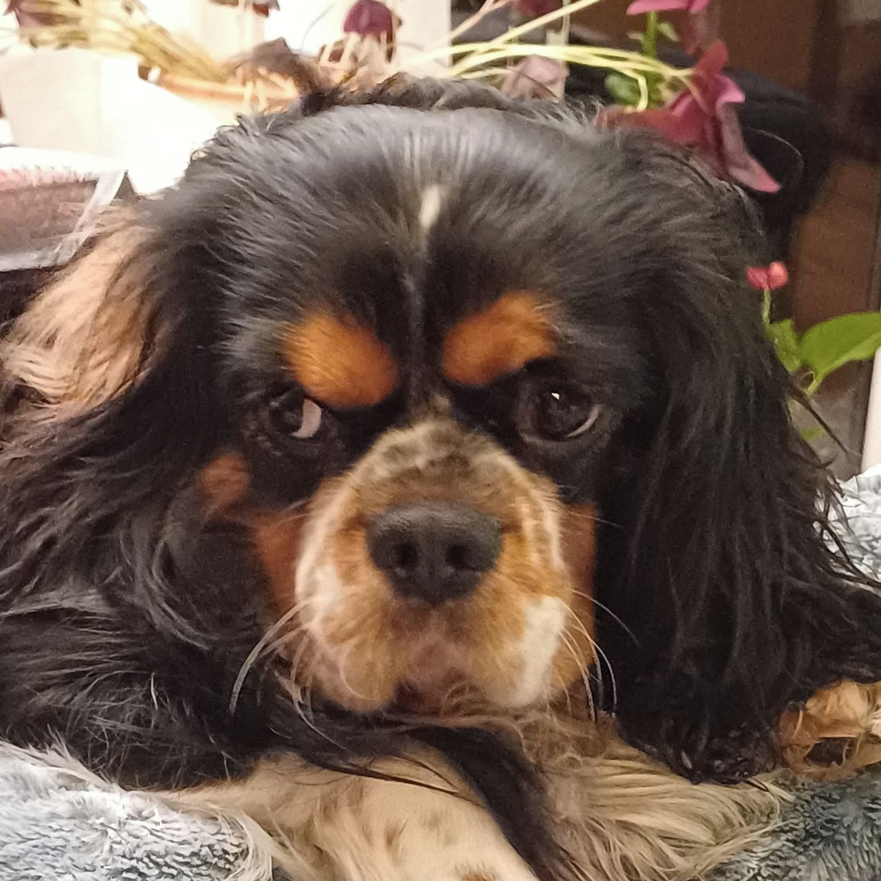 Soutěžní fotografie - Chicco,  Kavalír King Charles španěl