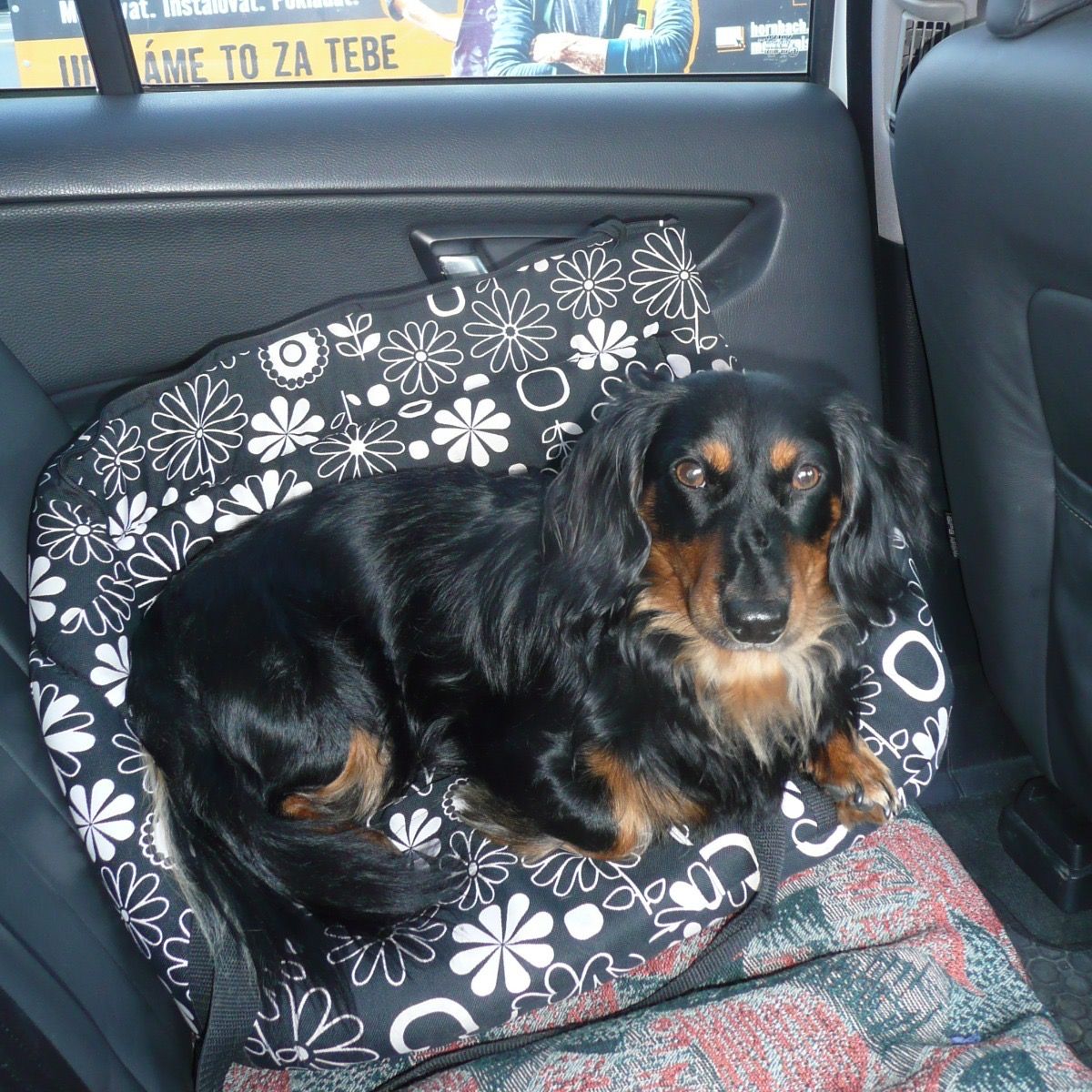 Soutěžní fotografie - Matýsek,  Jezevčík