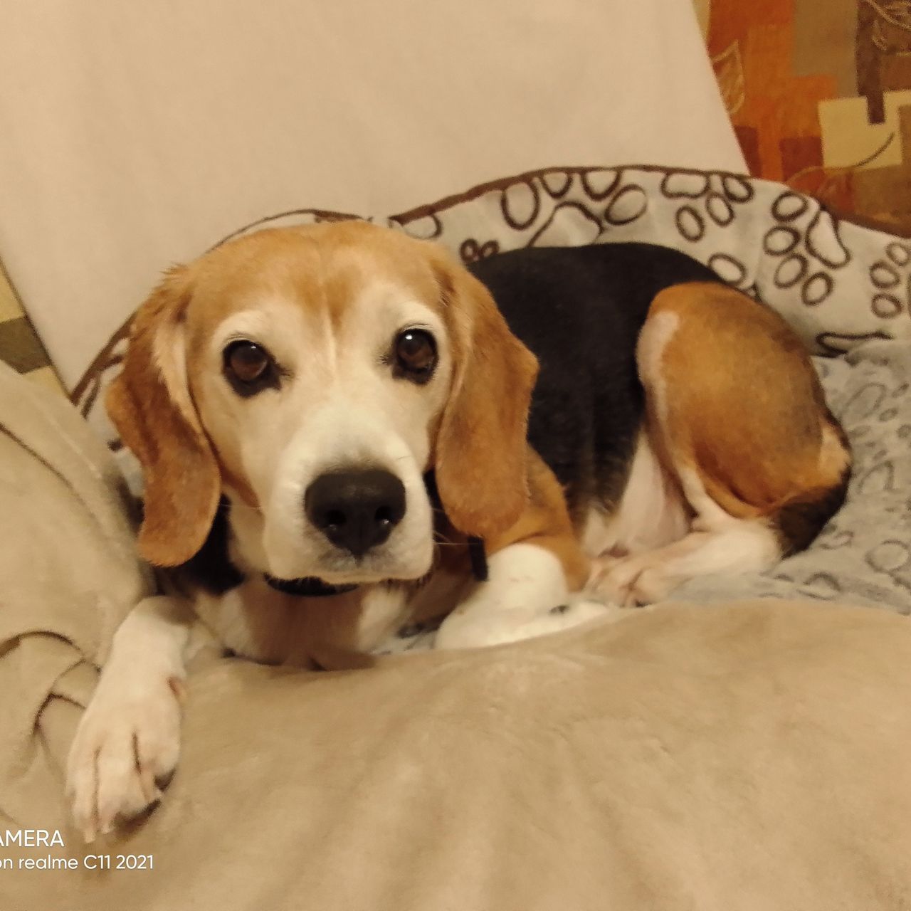 Soutěžní fotografie - Brik,  Beagle