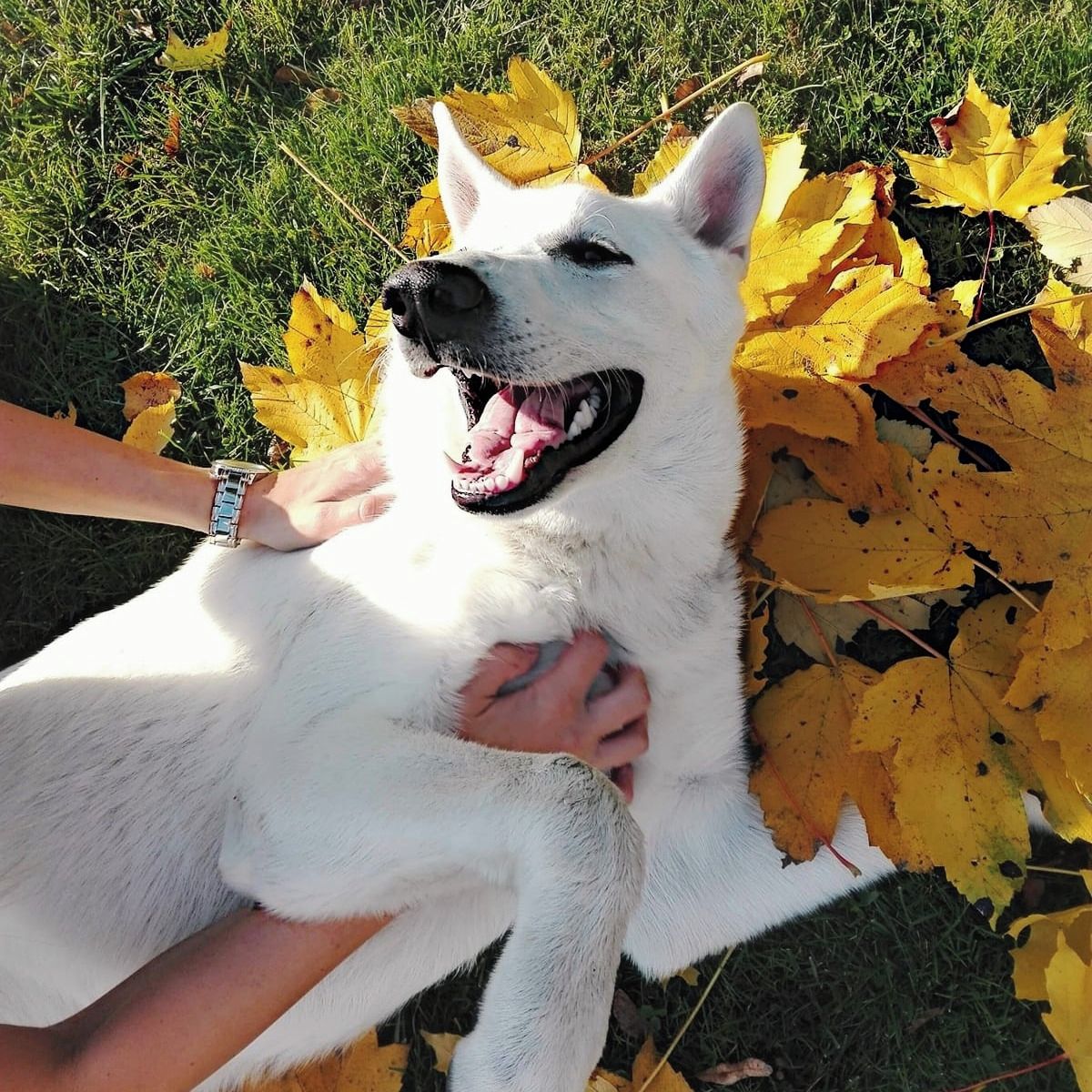 Soutěžní fotografie - Arty,  Bílý švýcarský ovčák