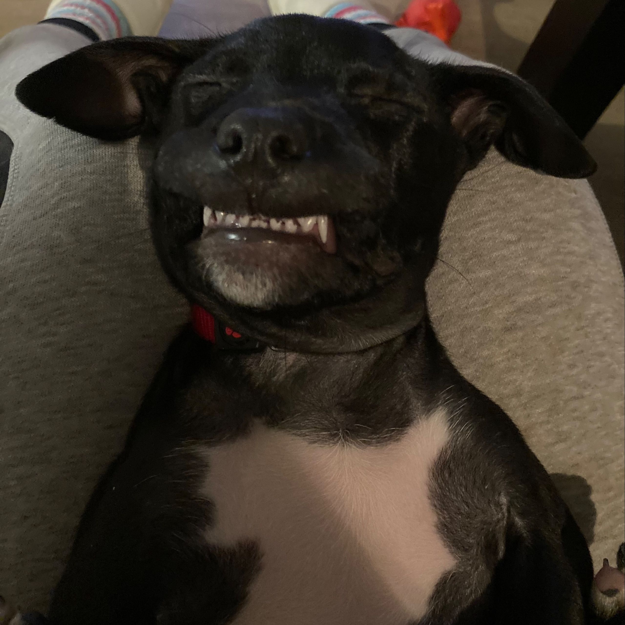 Soutěžní fotografie - Caisey,  Ostatní