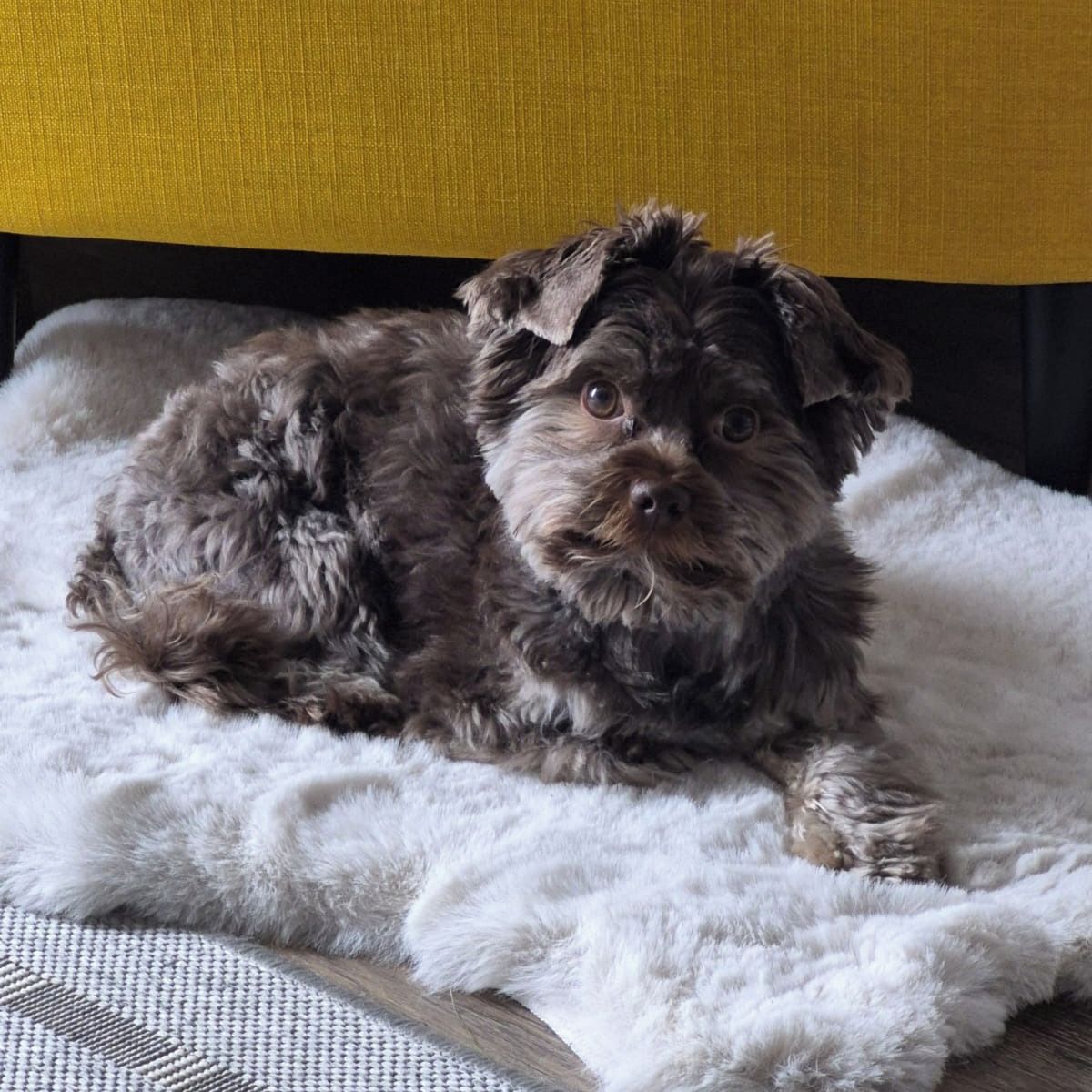 Soutěžní fotografie - Majlo,  Yorkšírský terier