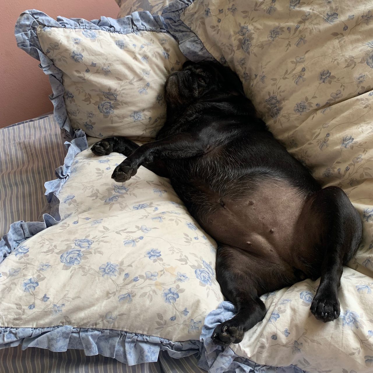 Soutěžní fotografie - Ruby,  Mops