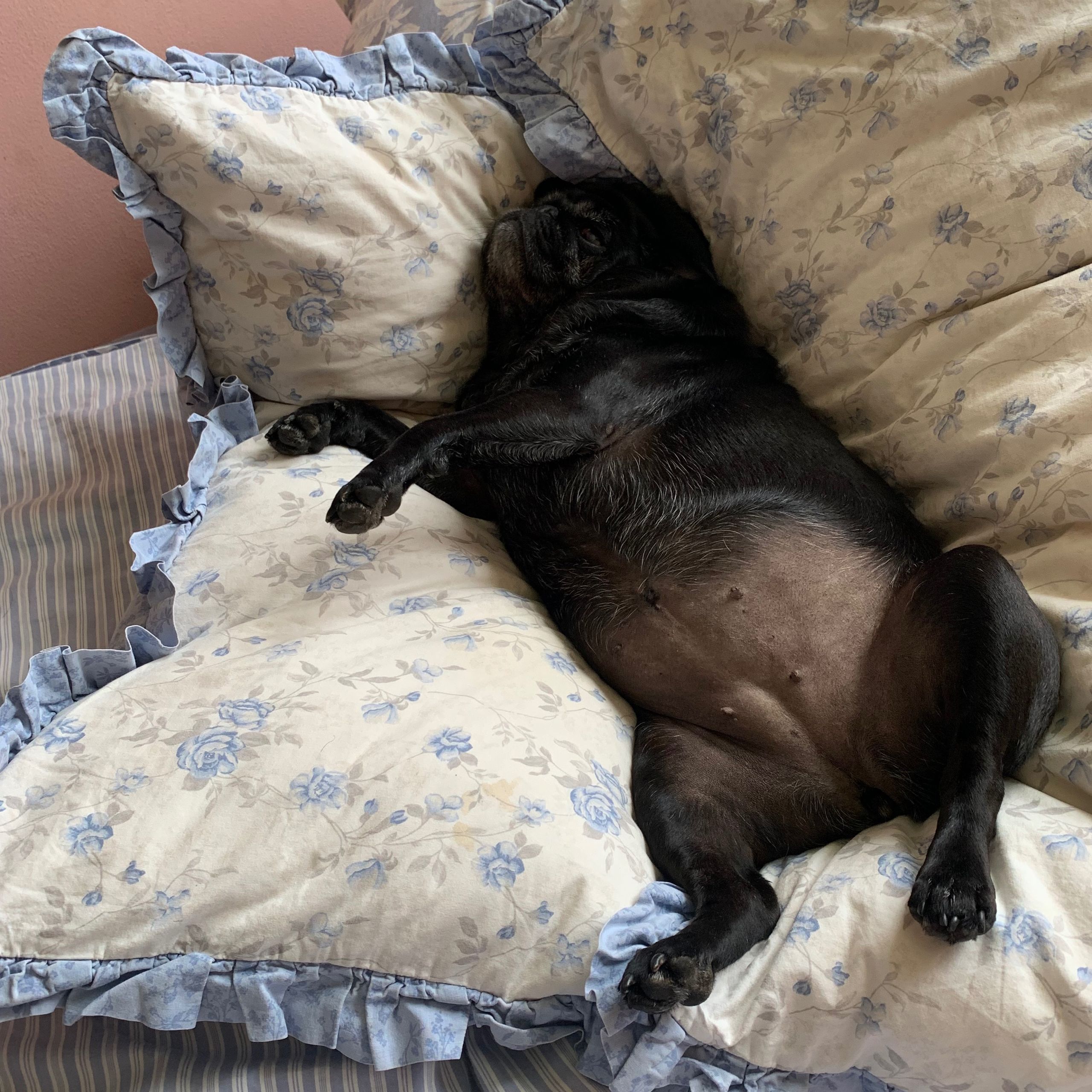 Soutěžní fotografie - Ruby,  Mops