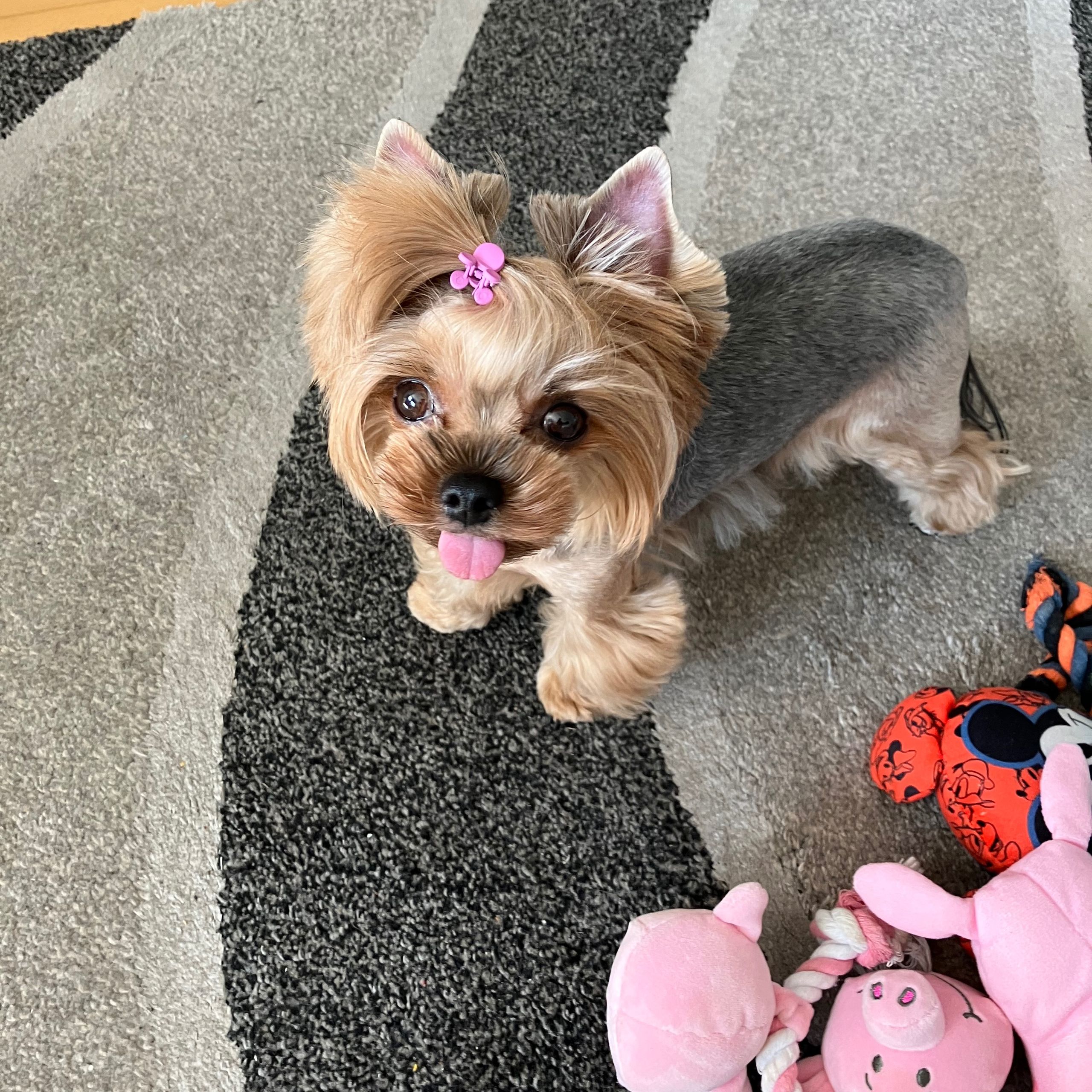 Soutěžní fotografie - Chanel,  Yorkšírský terier