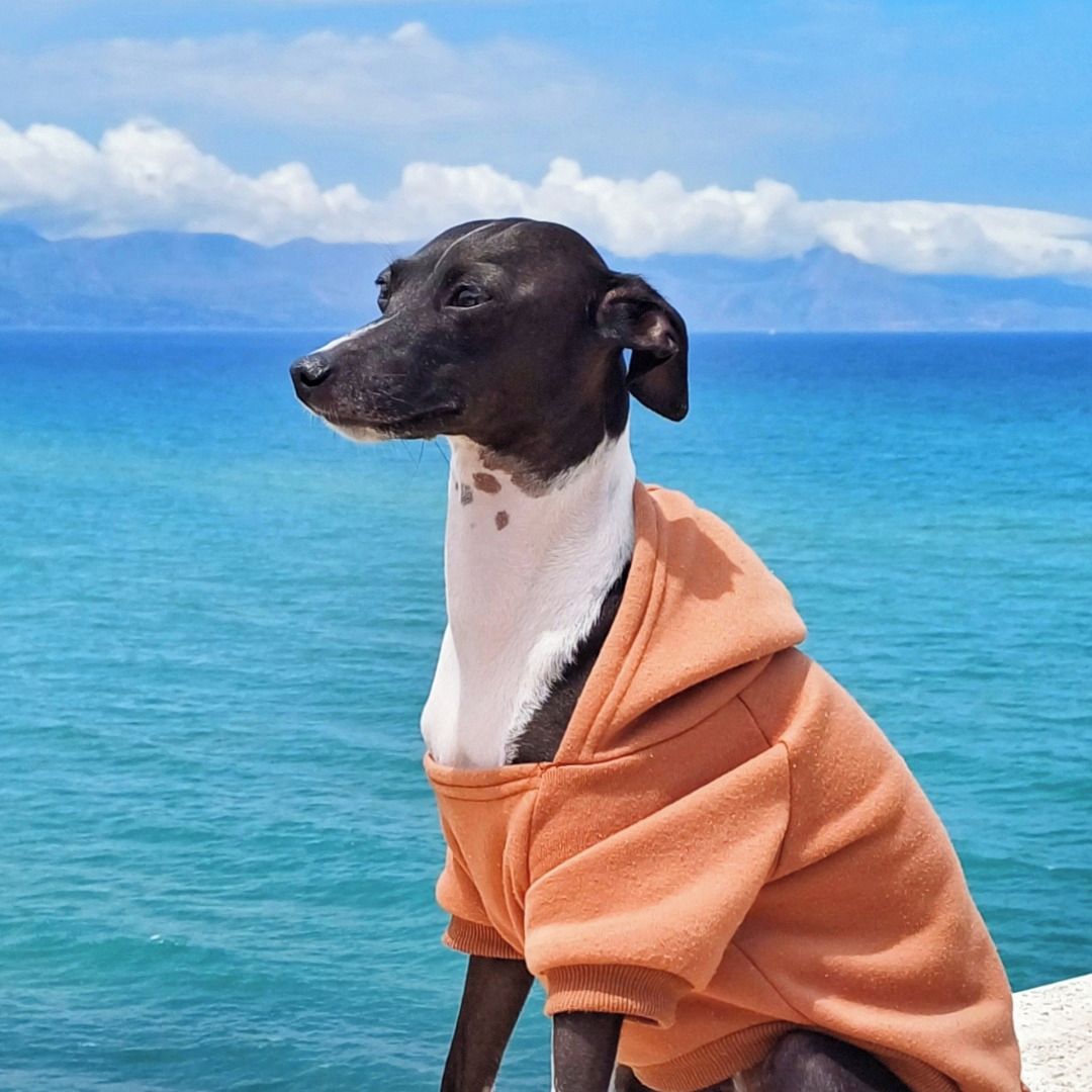 Soutěžní fotografie - Stella,  Italský chrtík