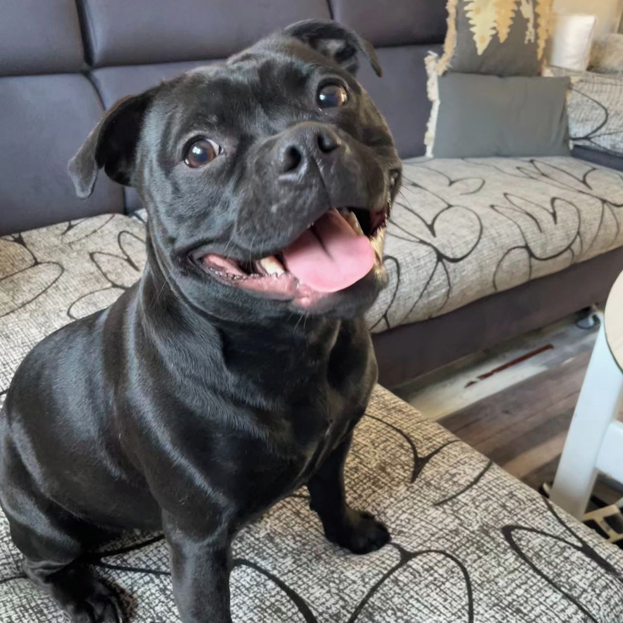 Soutěžní fotografie - Edith Piaf,  Stafordšírský bullterier