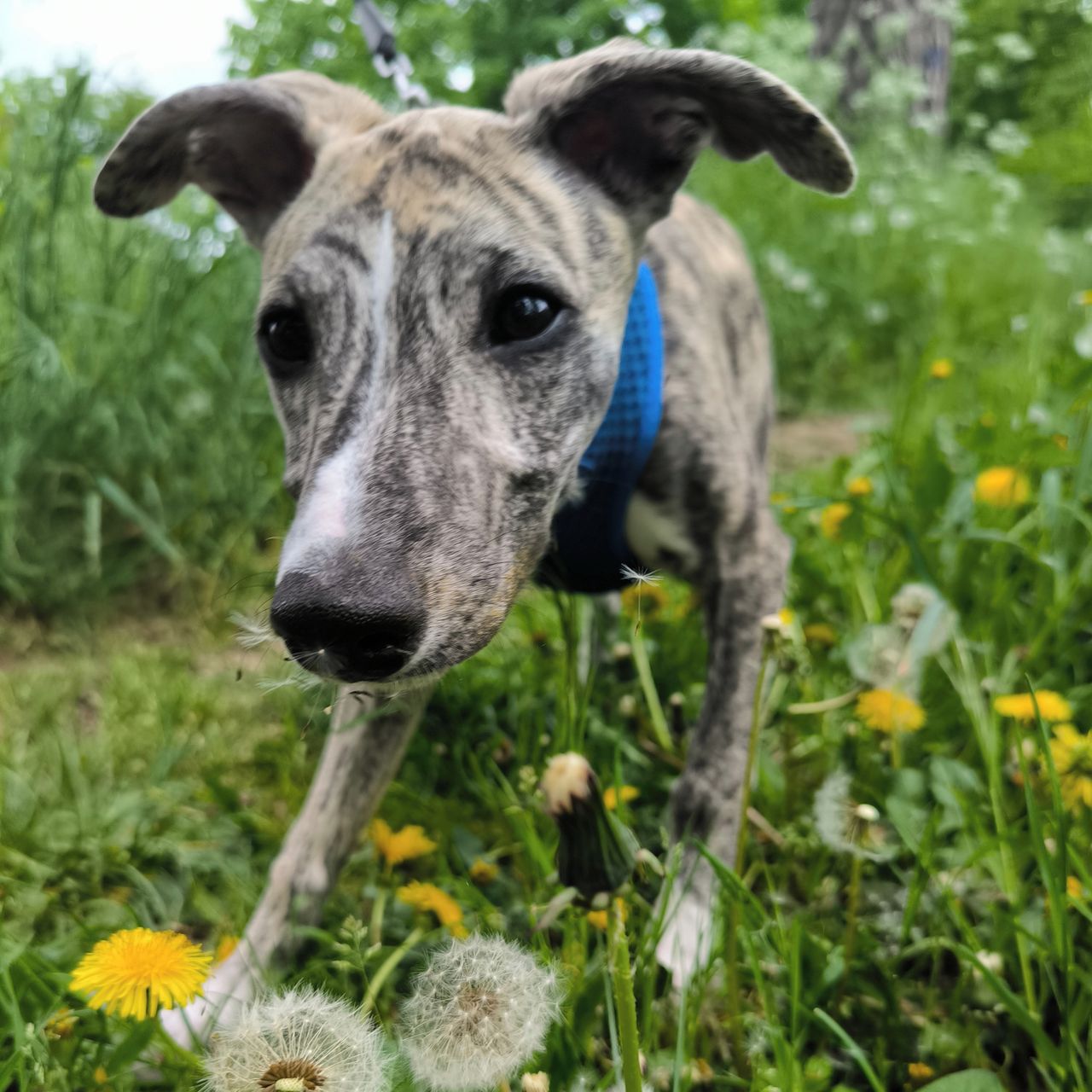 Soutěžní fotografie - Conny,  Whippet