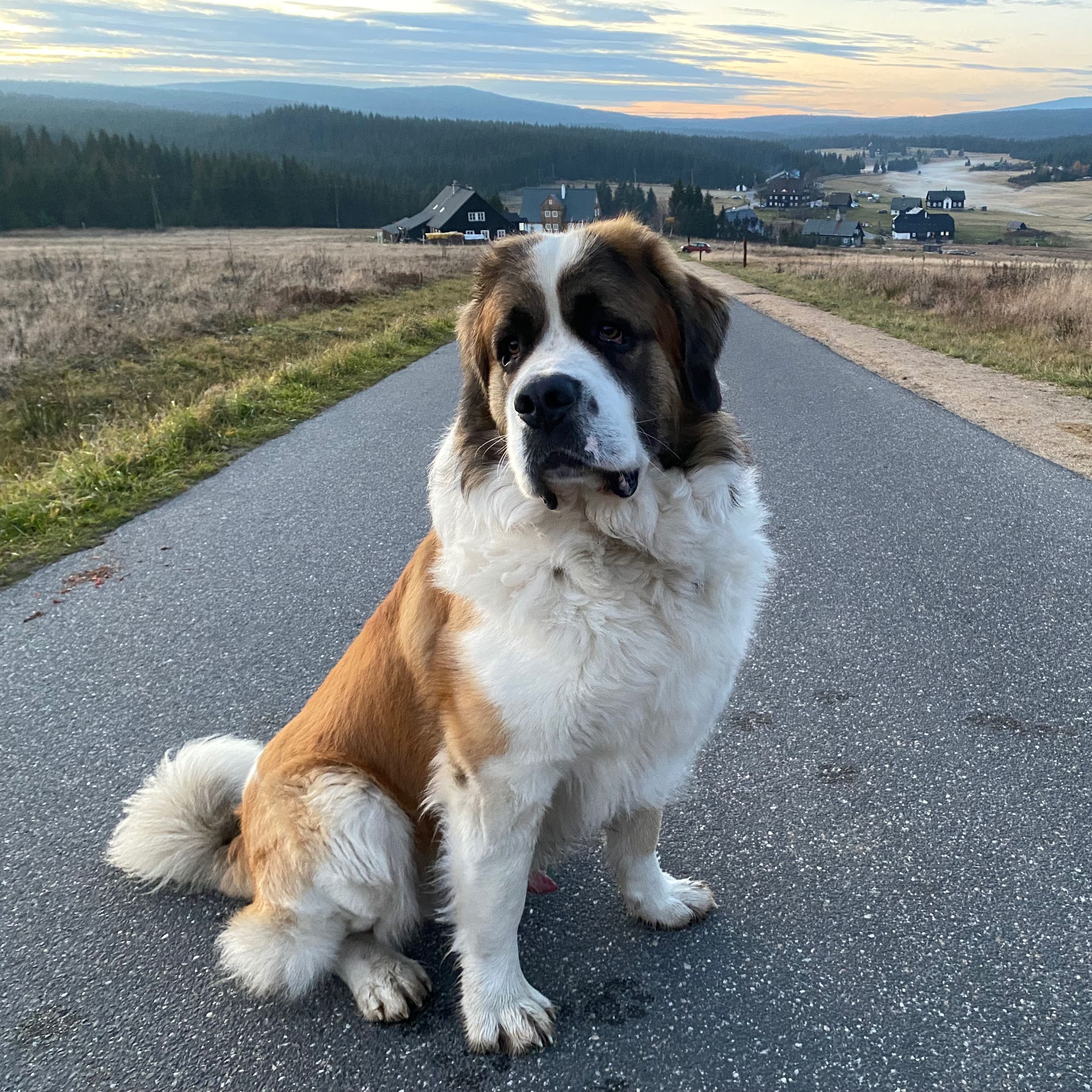 Soutěžní fotografie - Bruno,  Moskevský strážní pes