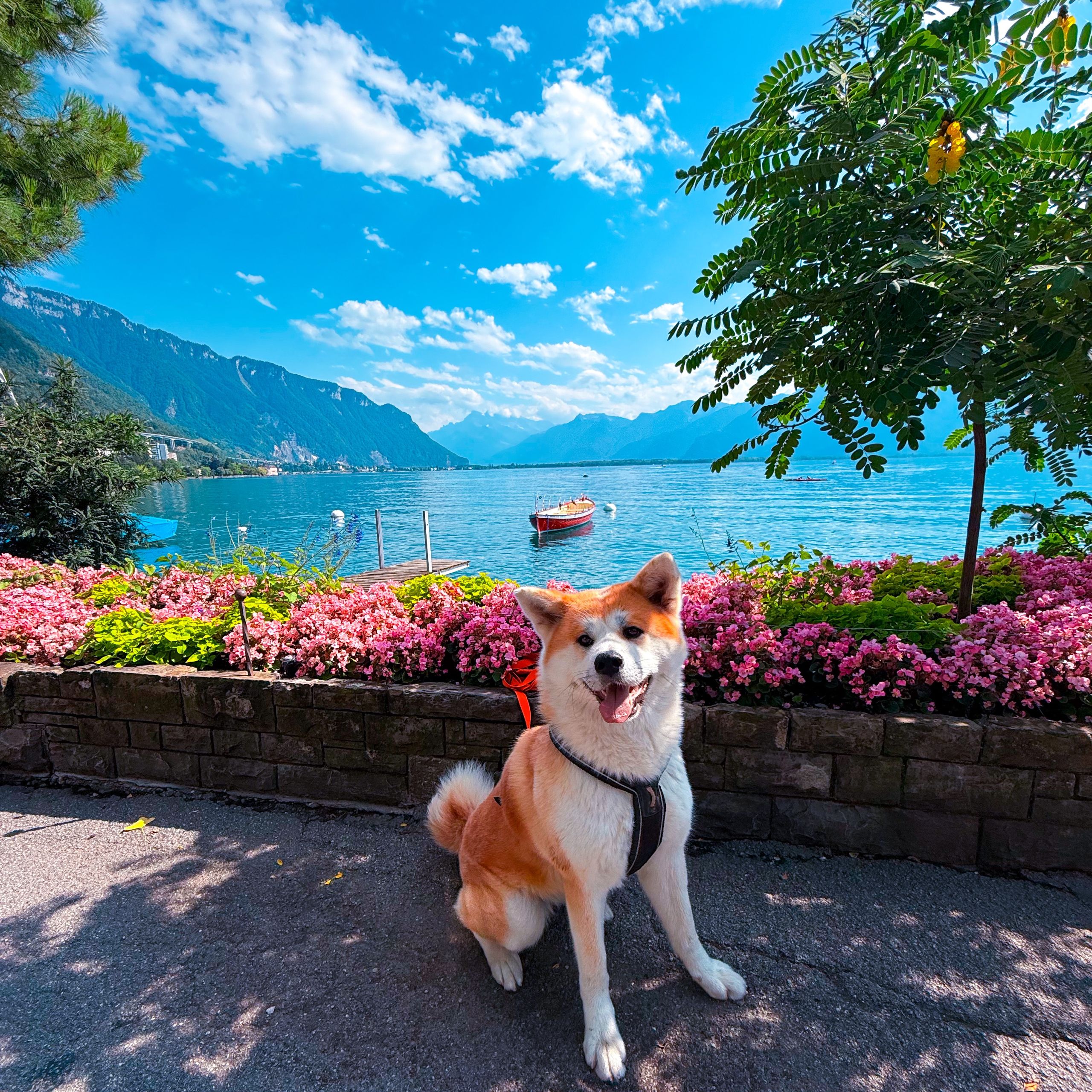 Soutěžní fotografie - Akira,  Akita