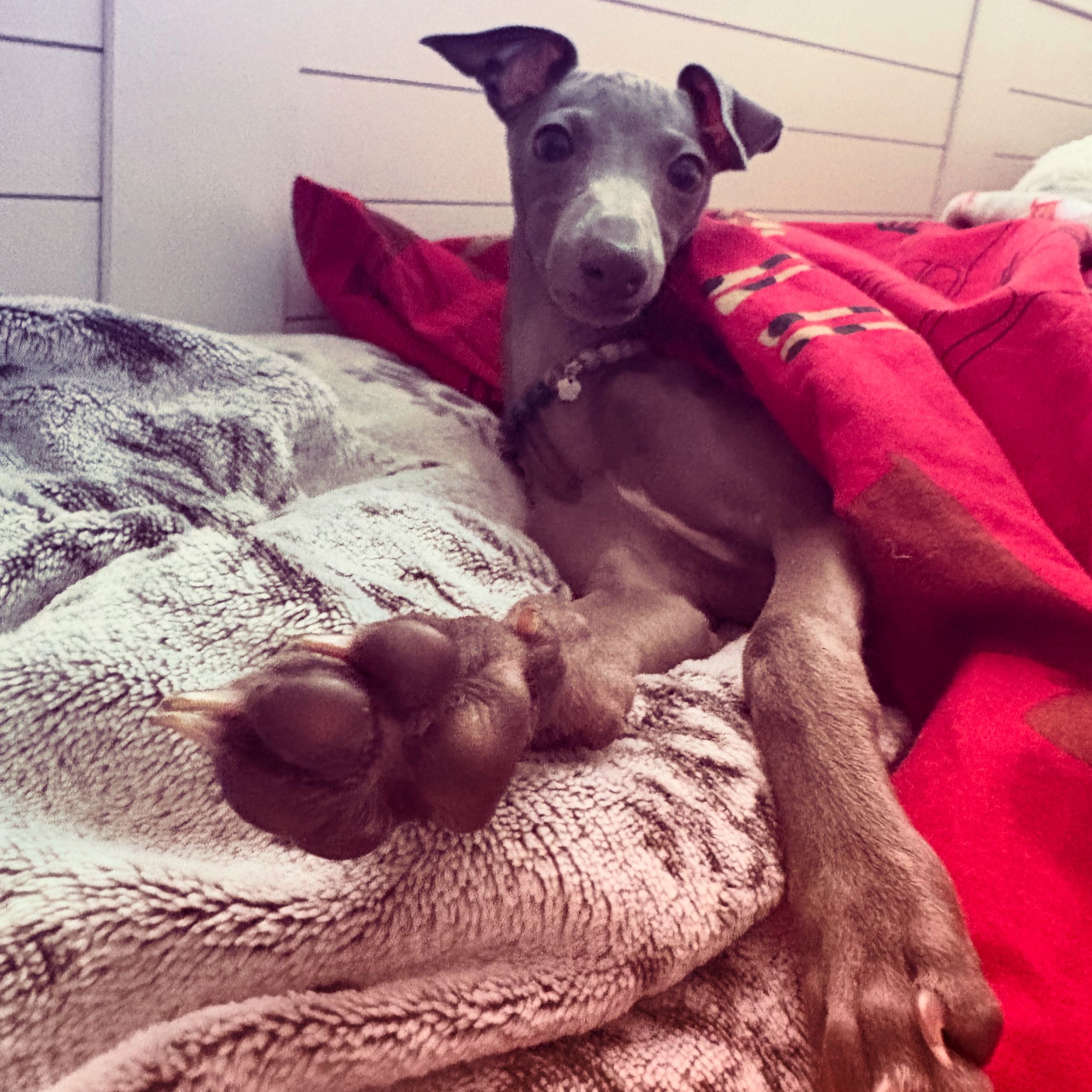 Soutěžní fotografie - Sebastian,  Italský chrtík