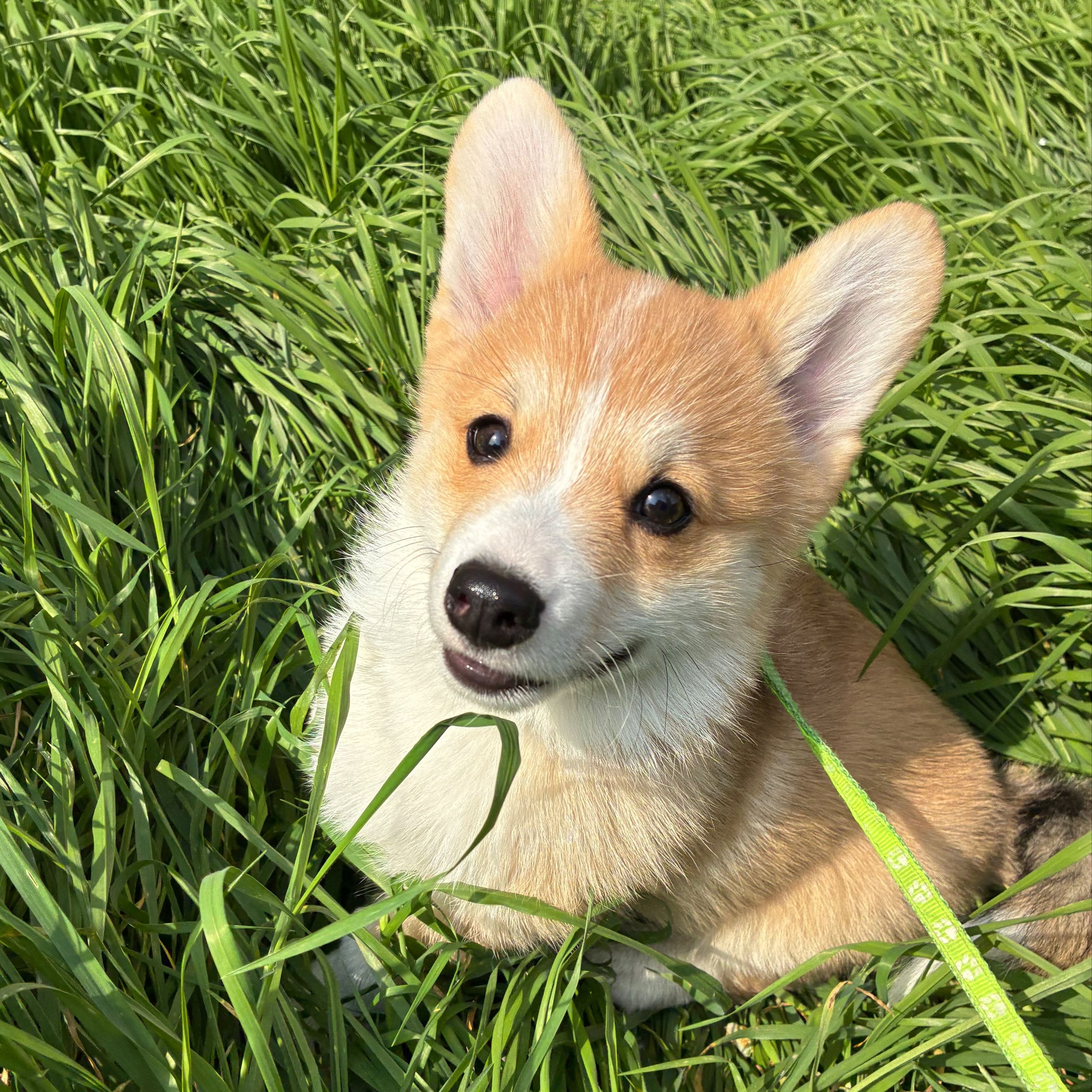 Soutěžní fotografie - Chilli,  Welsh Corgi Pembroke