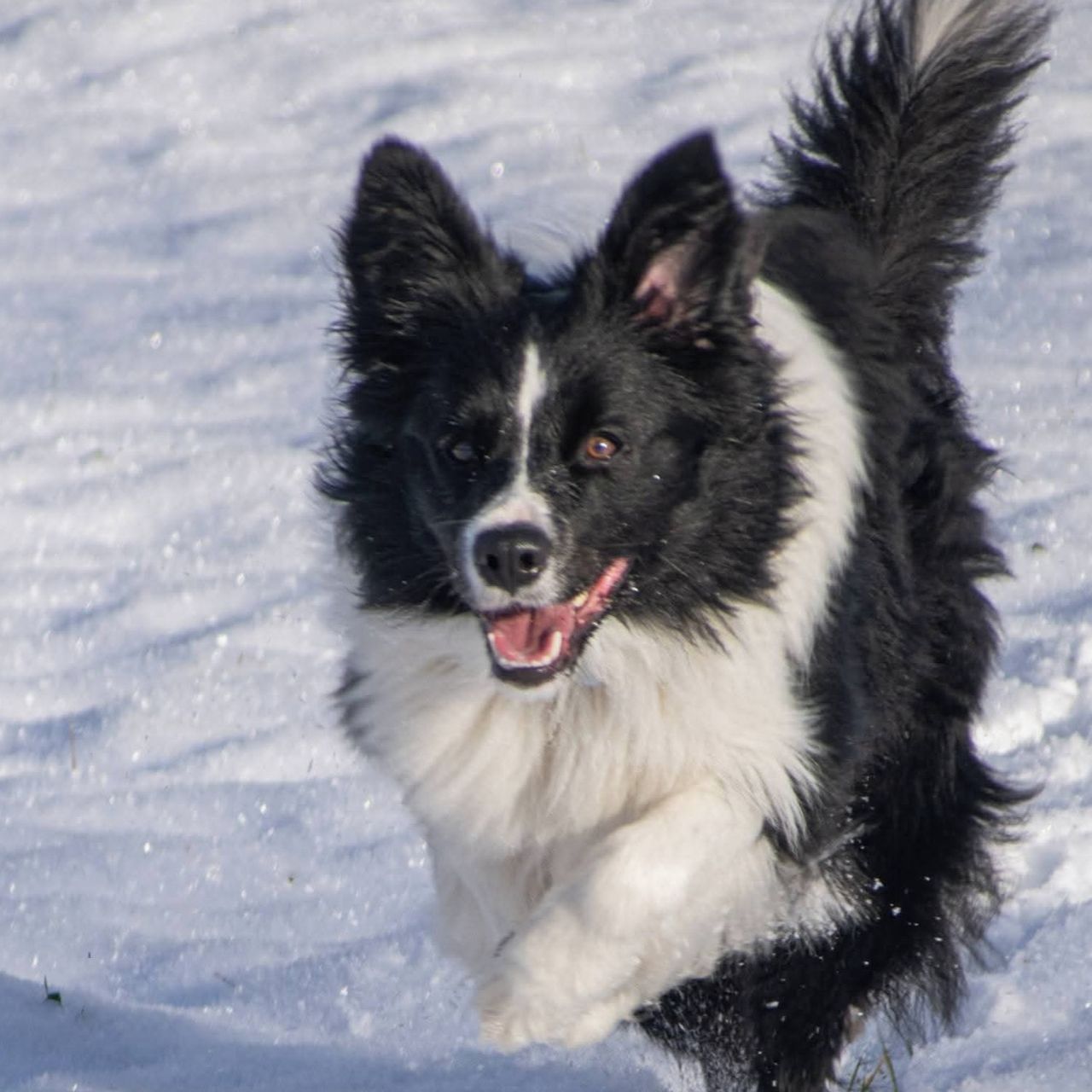 Soutěžní fotografie - Deny,  Border kolie
