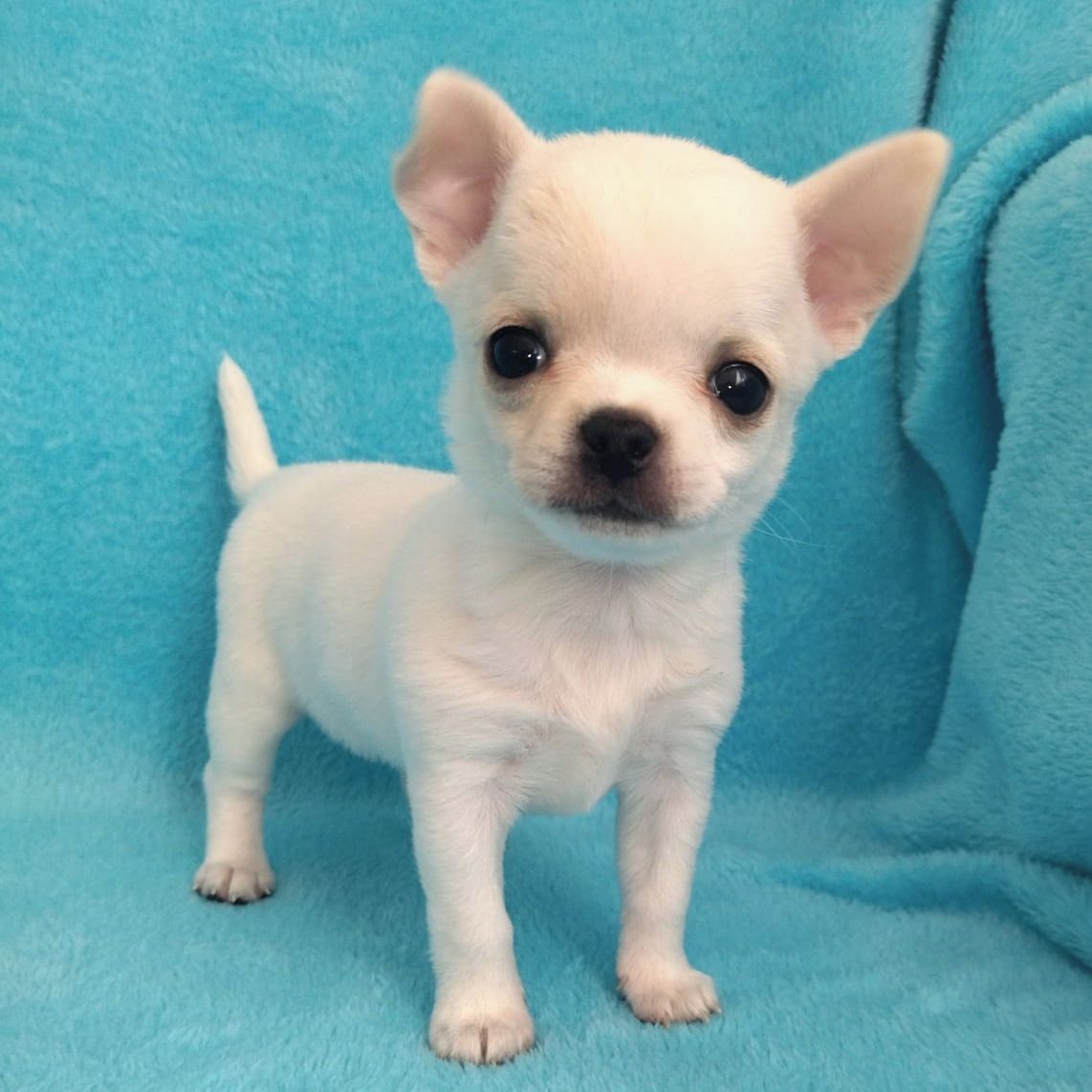 Soutěžní fotografie - Růženka,  Čivava