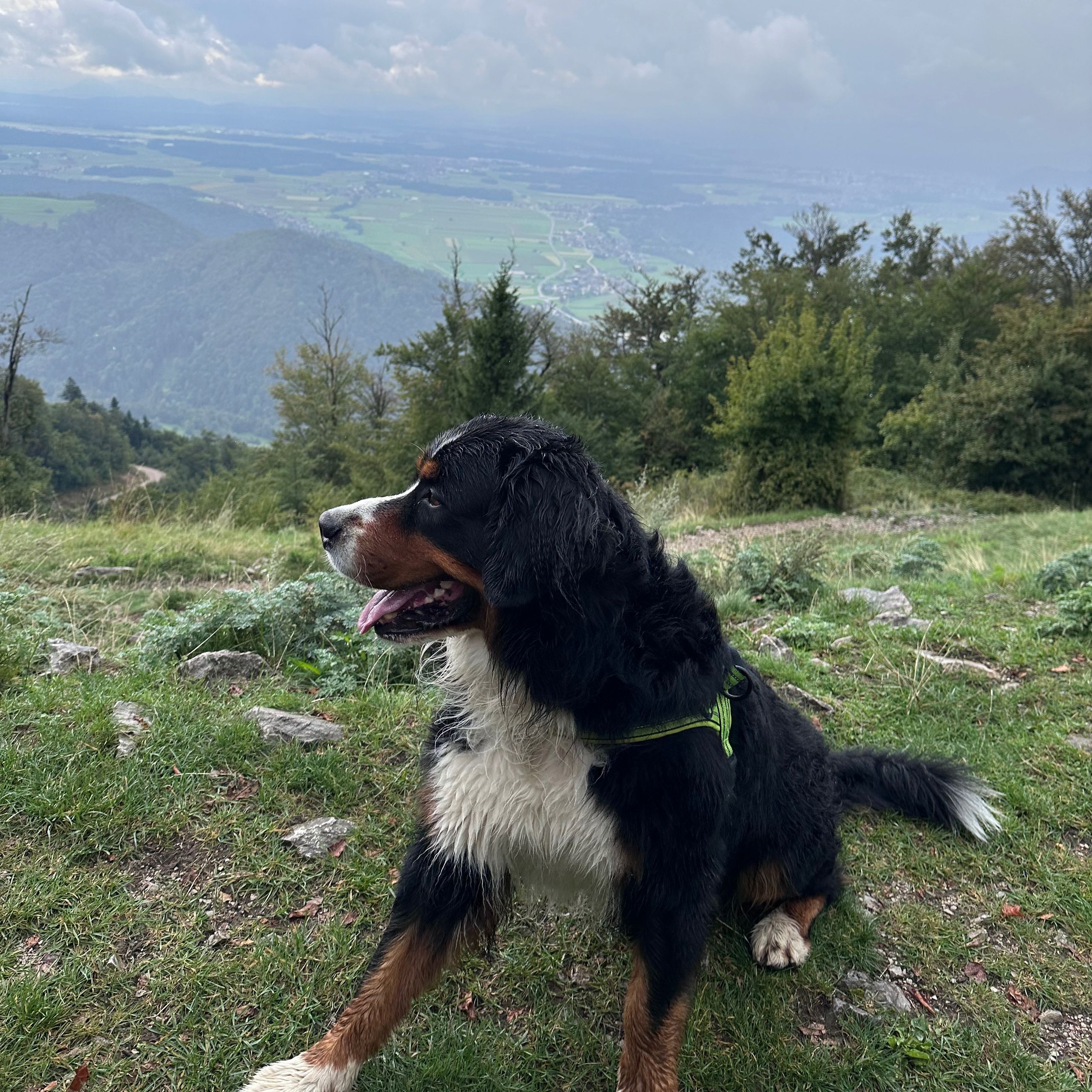 Soutěžní fotografie - Medin,  Bernský salašnický pes