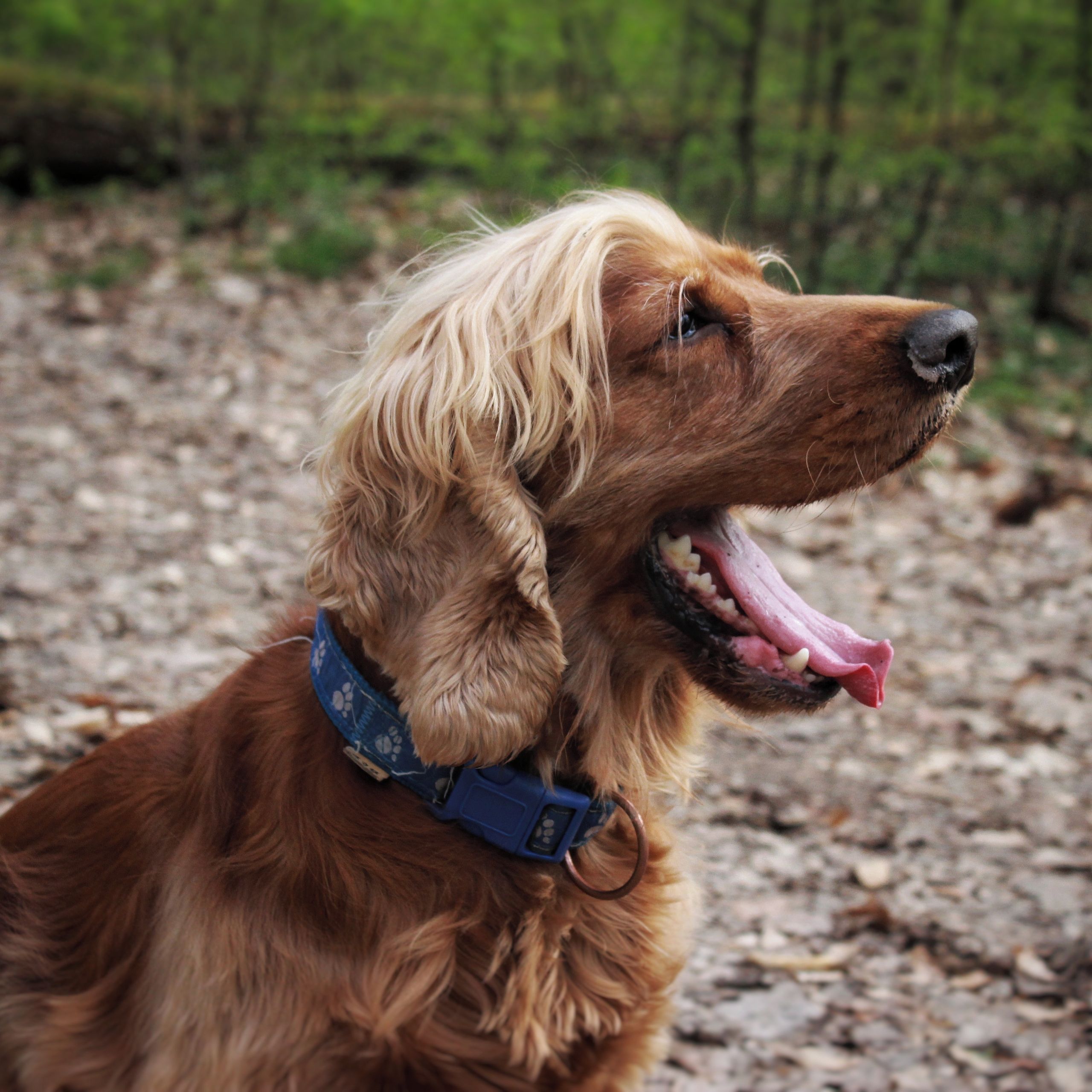 Soutěžní fotografie - Jerry,  Anglický kokršpaněl