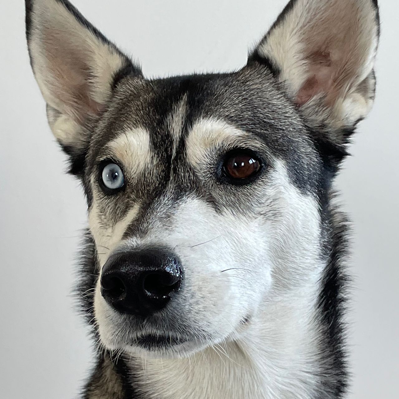 Soutěžní fotografie - Evelyn,  Sibiřský husky