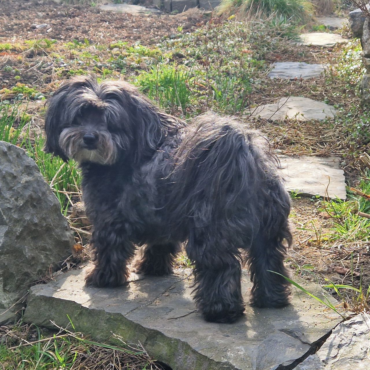 Soutěžní fotografie - Amálka,  Havanský psík