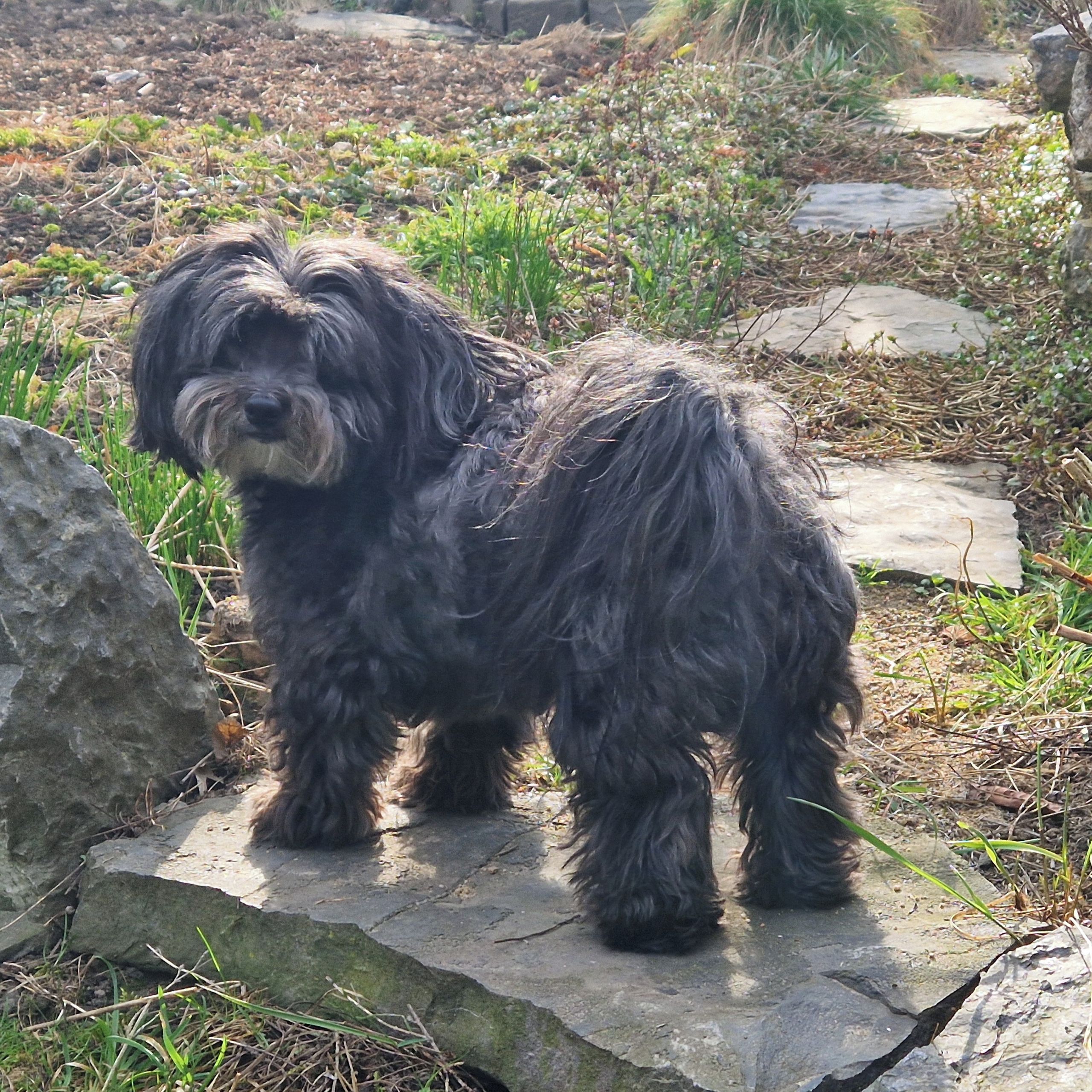 Soutěžní fotografie - Amálka,  Havanský psík