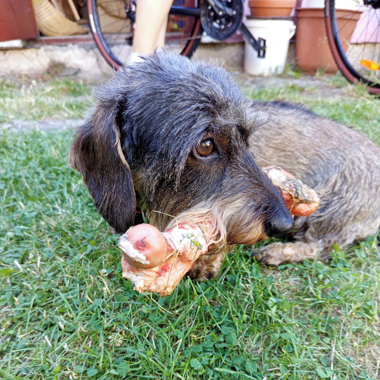 Soutěžní fotografie - Fanynka,  Jezevčík