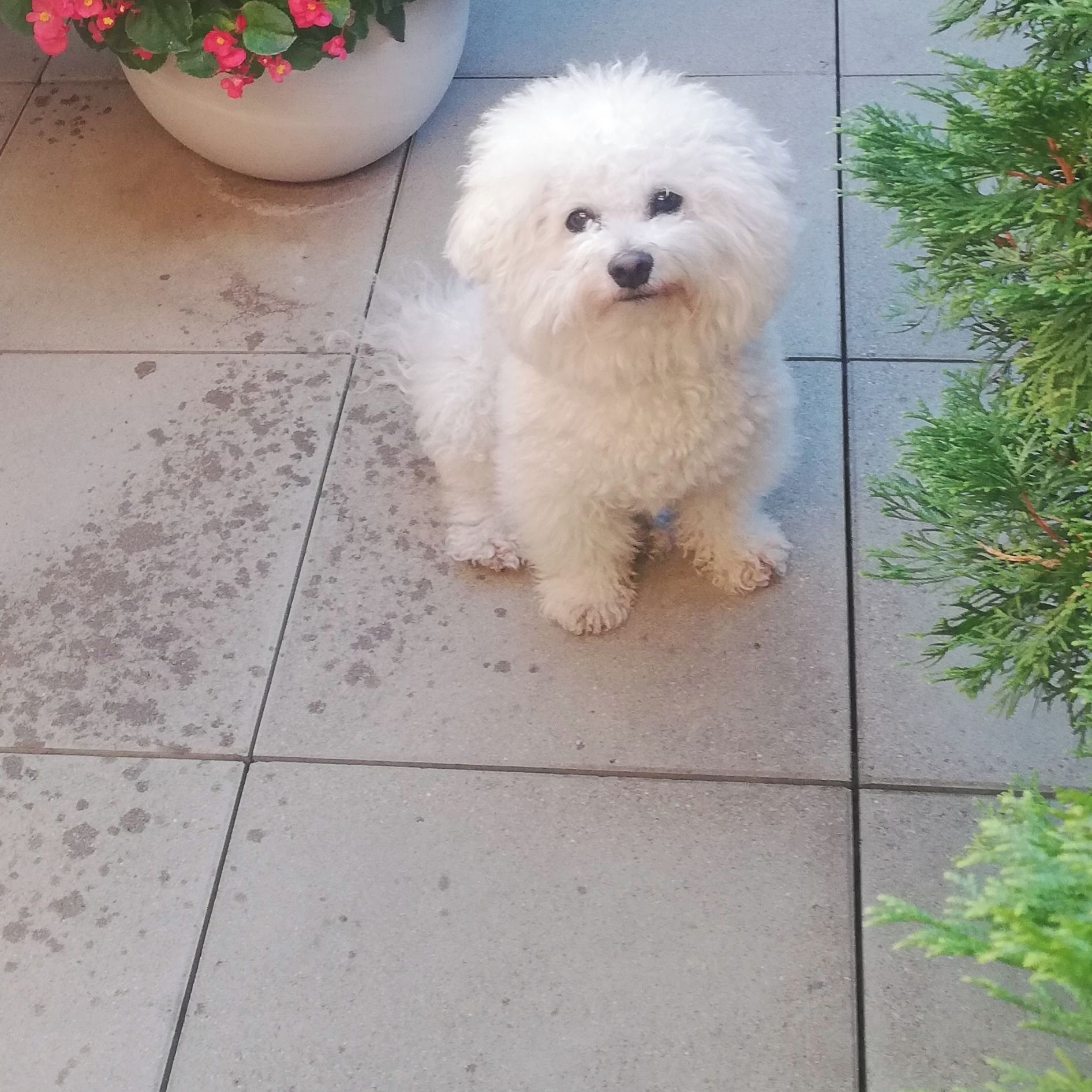 Soutěžní fotografie - Happy,  Bišonek