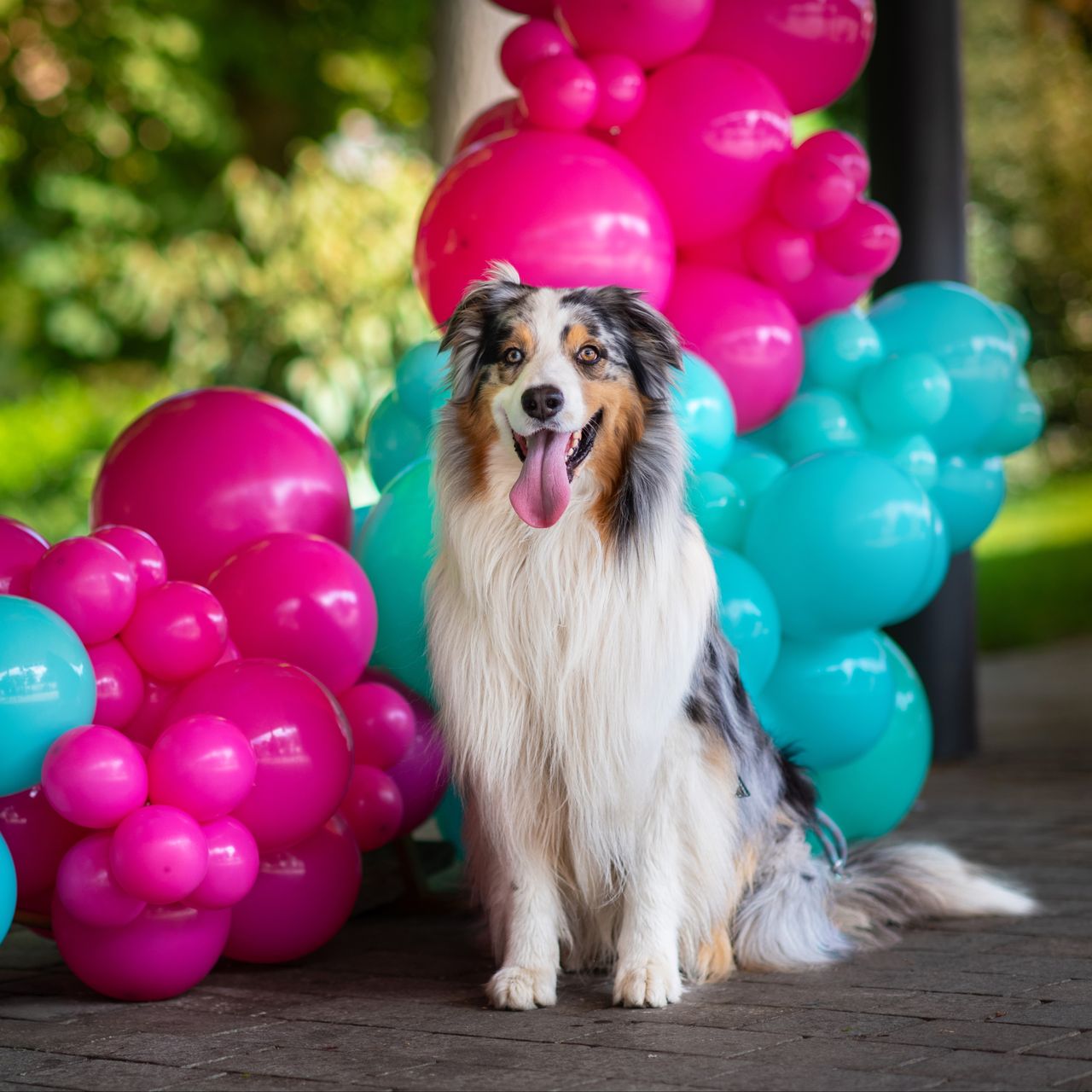 Soutěžní fotografie - Cato,  Australský ovčák