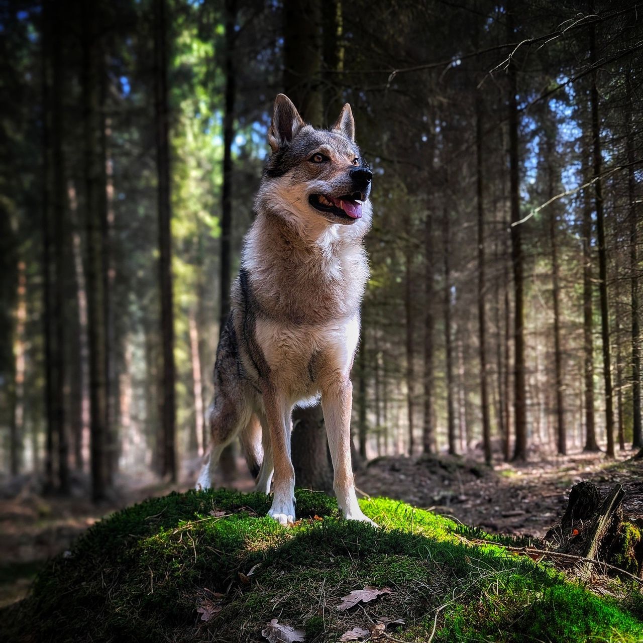 Soutěžní fotografie - Conrí,  Československý vlčák