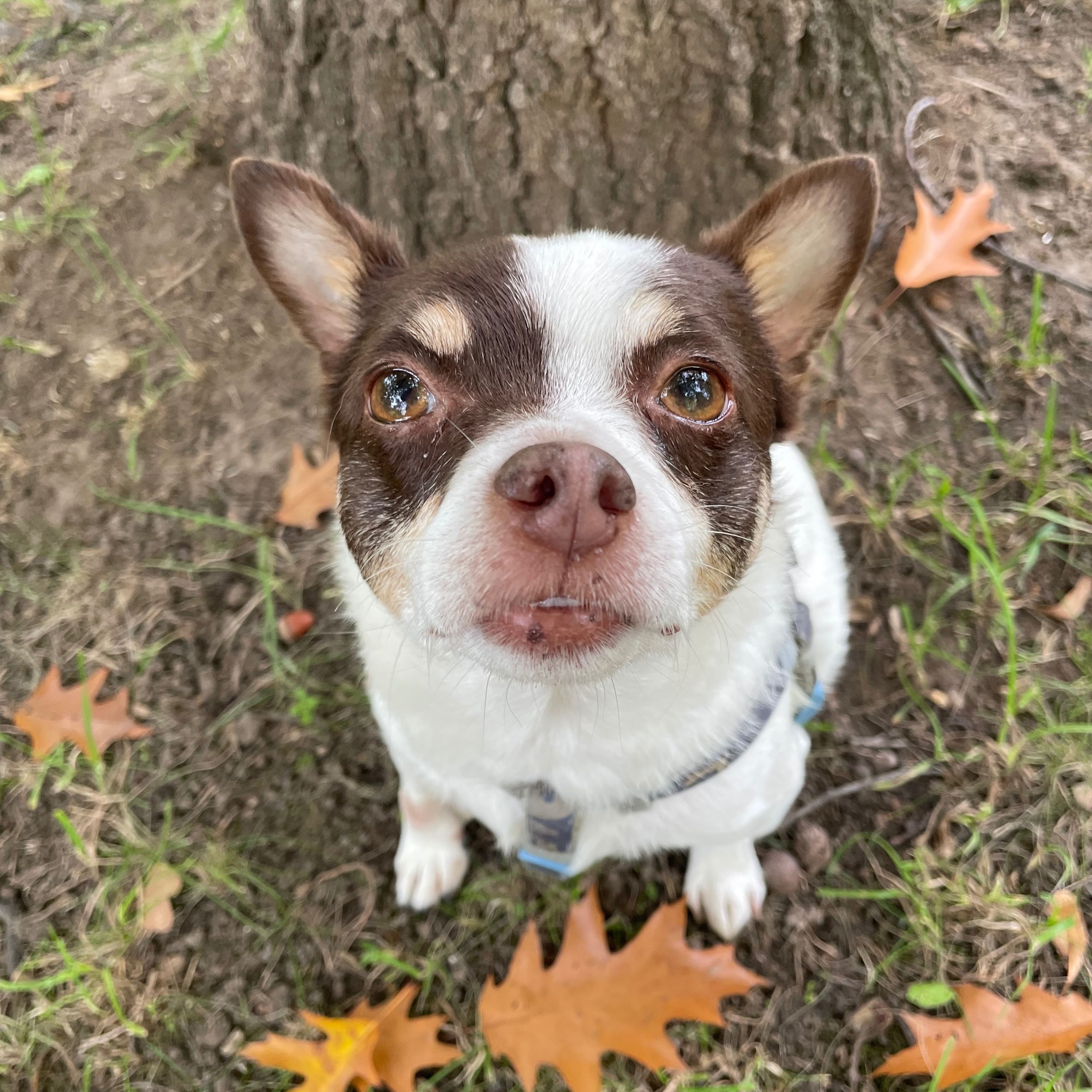 Soutěžní fotografie - Bunny,  Ostatní