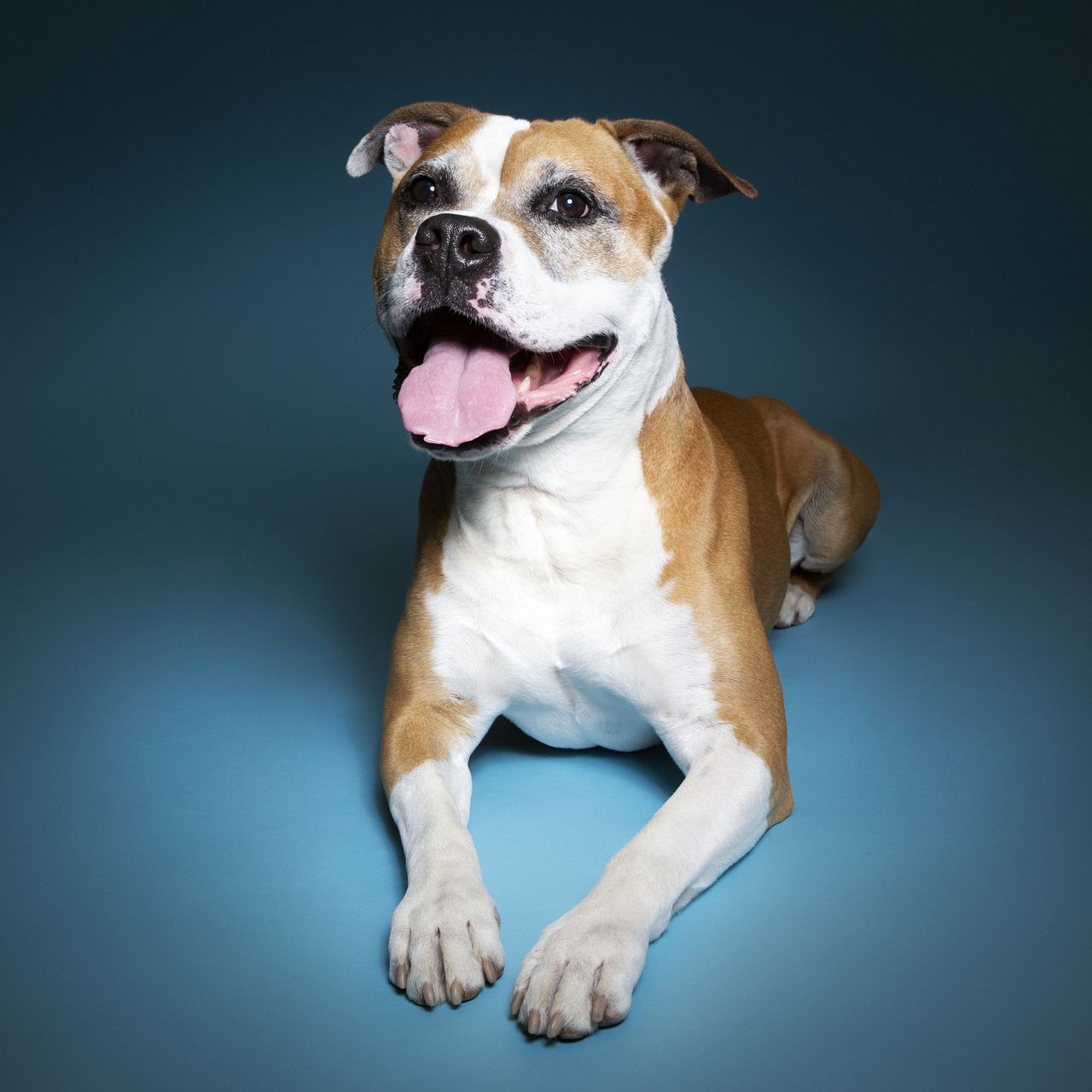 Soutěžní fotografie - Nex,  Americký stafordširský terier