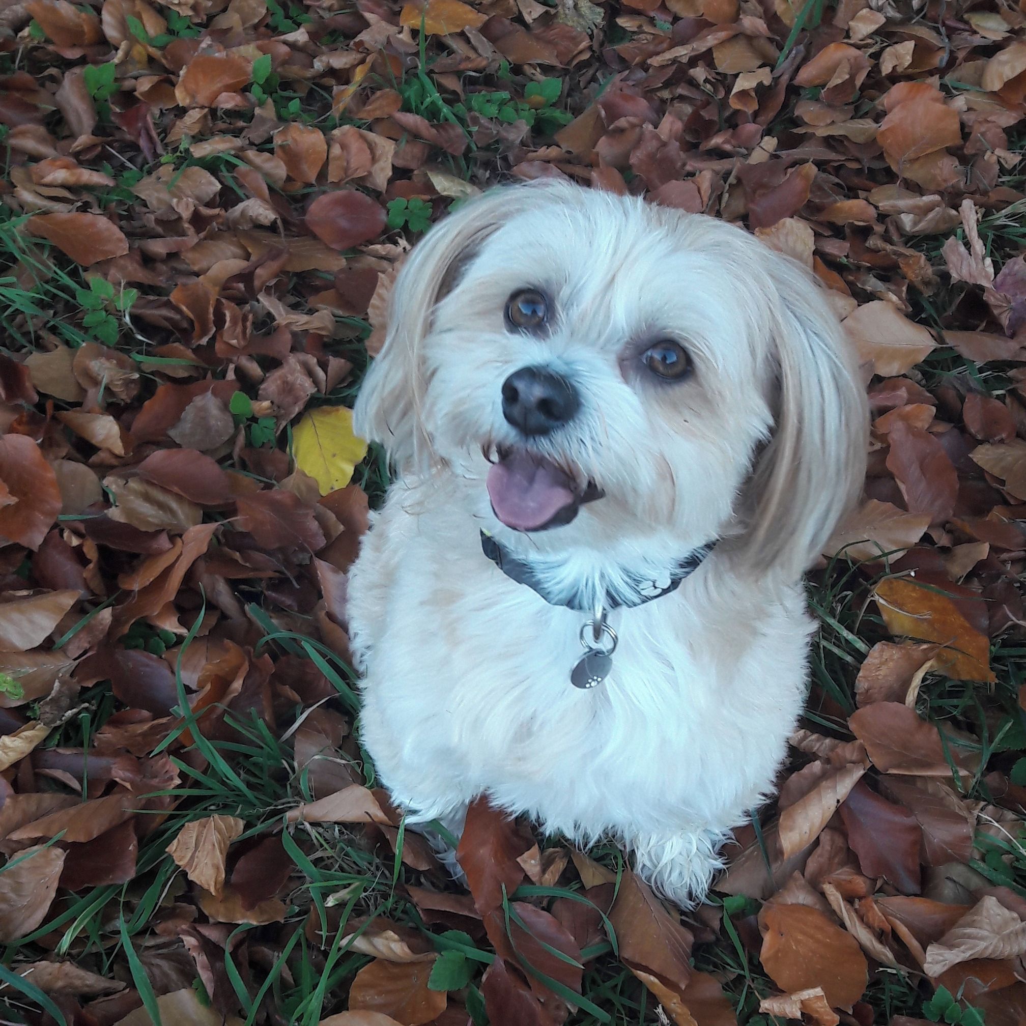 Soutěžní fotografie - Matýsek,  Havanský psík