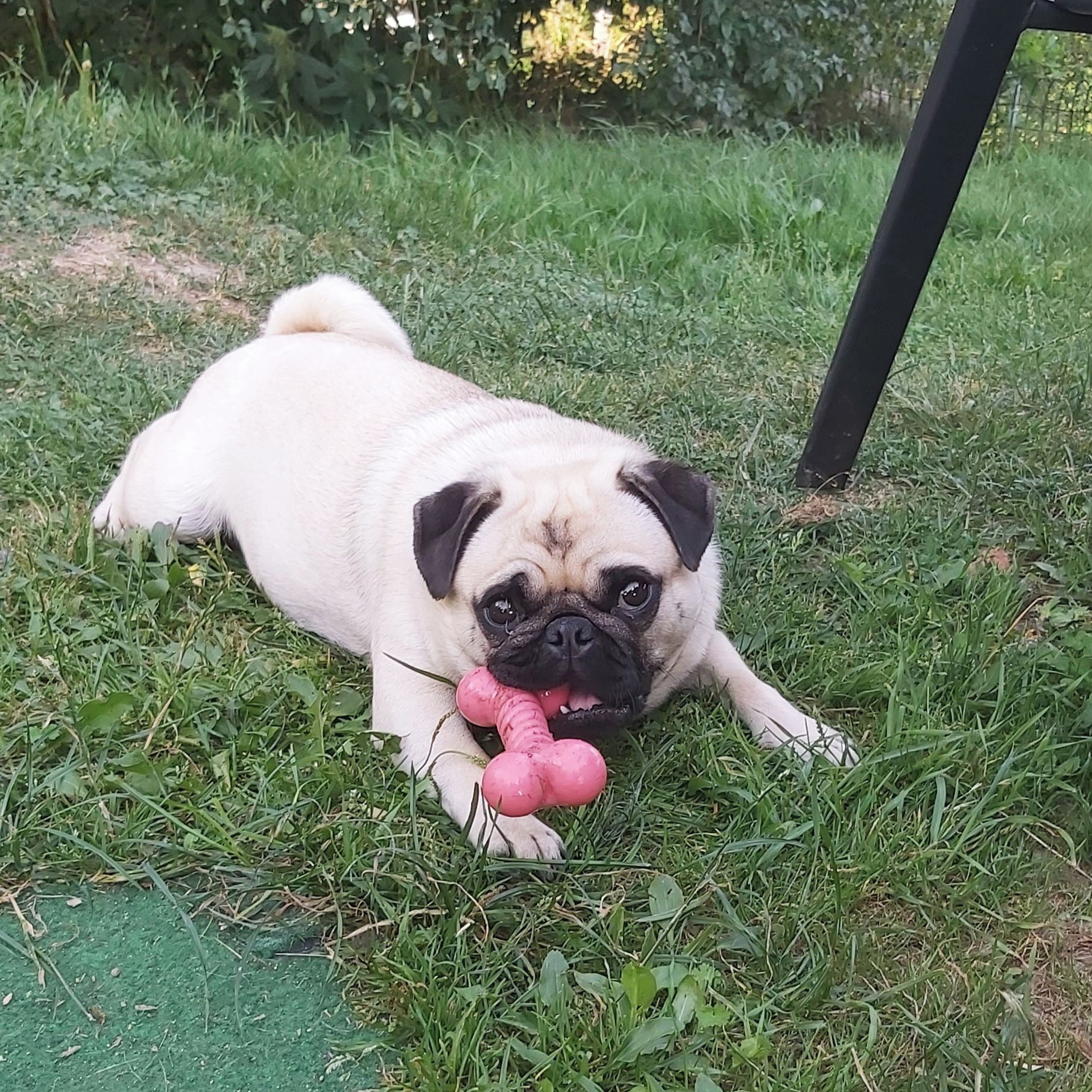 Soutěžní fotografie - Mia,  Mops