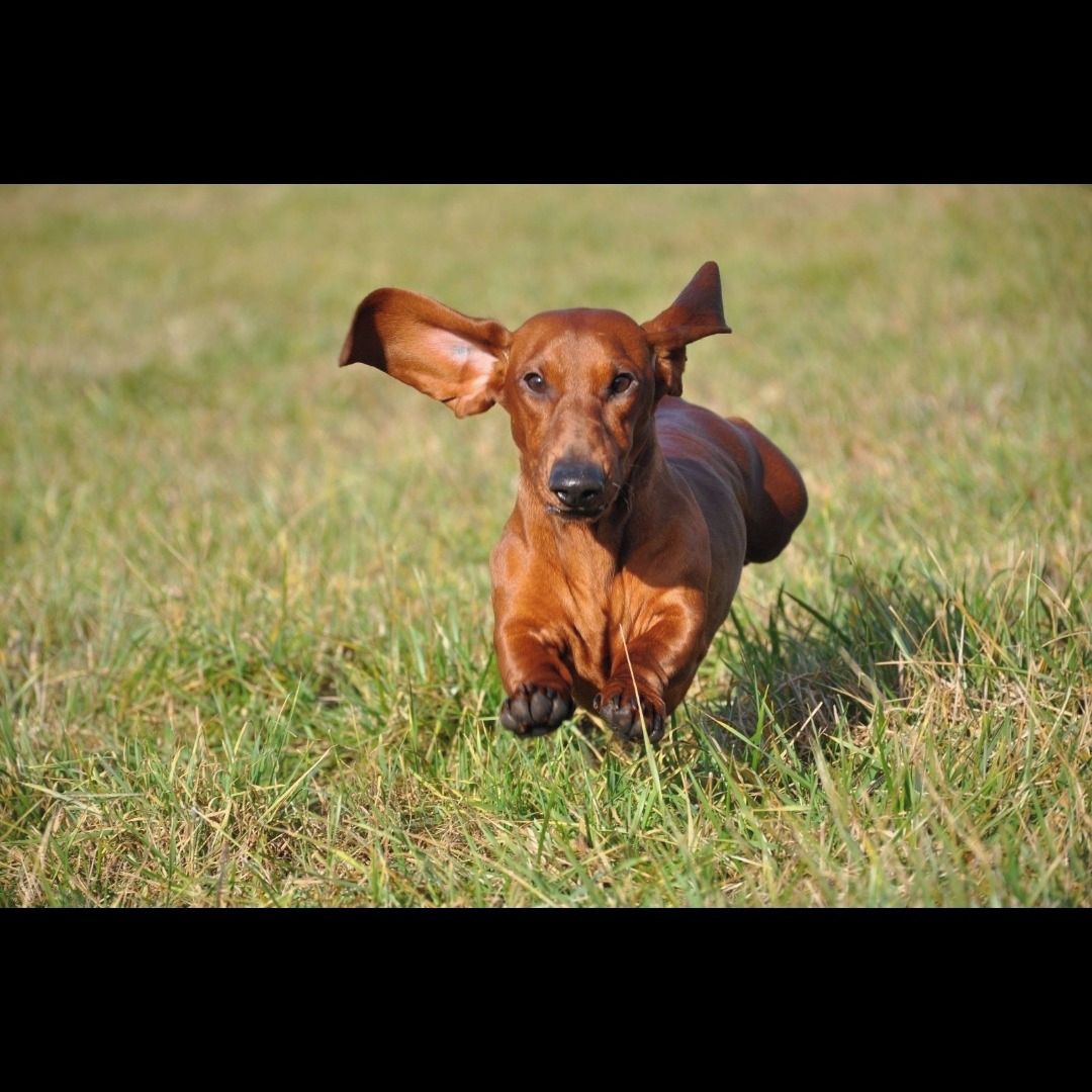 Soutěžní fotografie - Riko,  Jezevčík