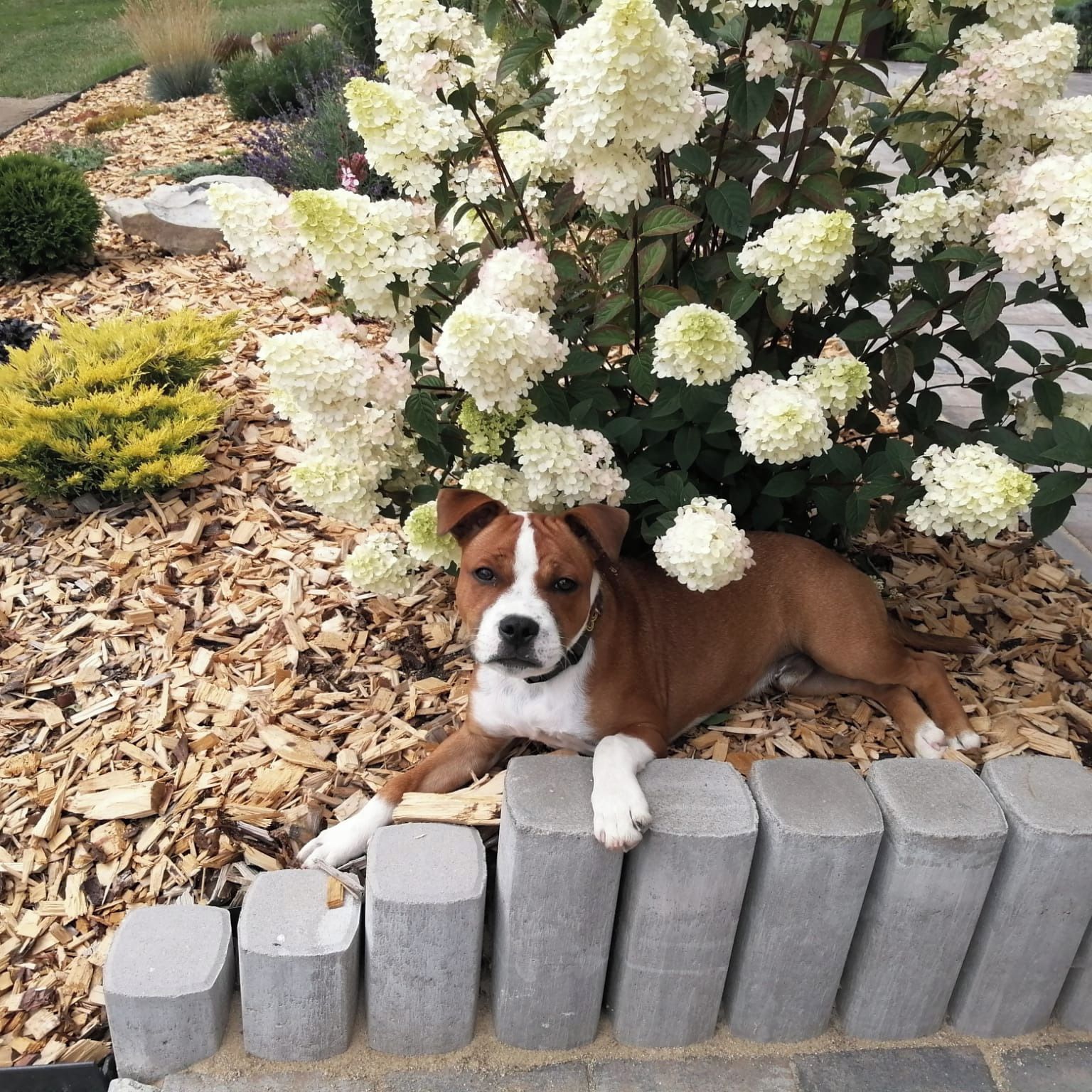 Soutěžní fotografie - Rasty,  Stafordšírský bullterier