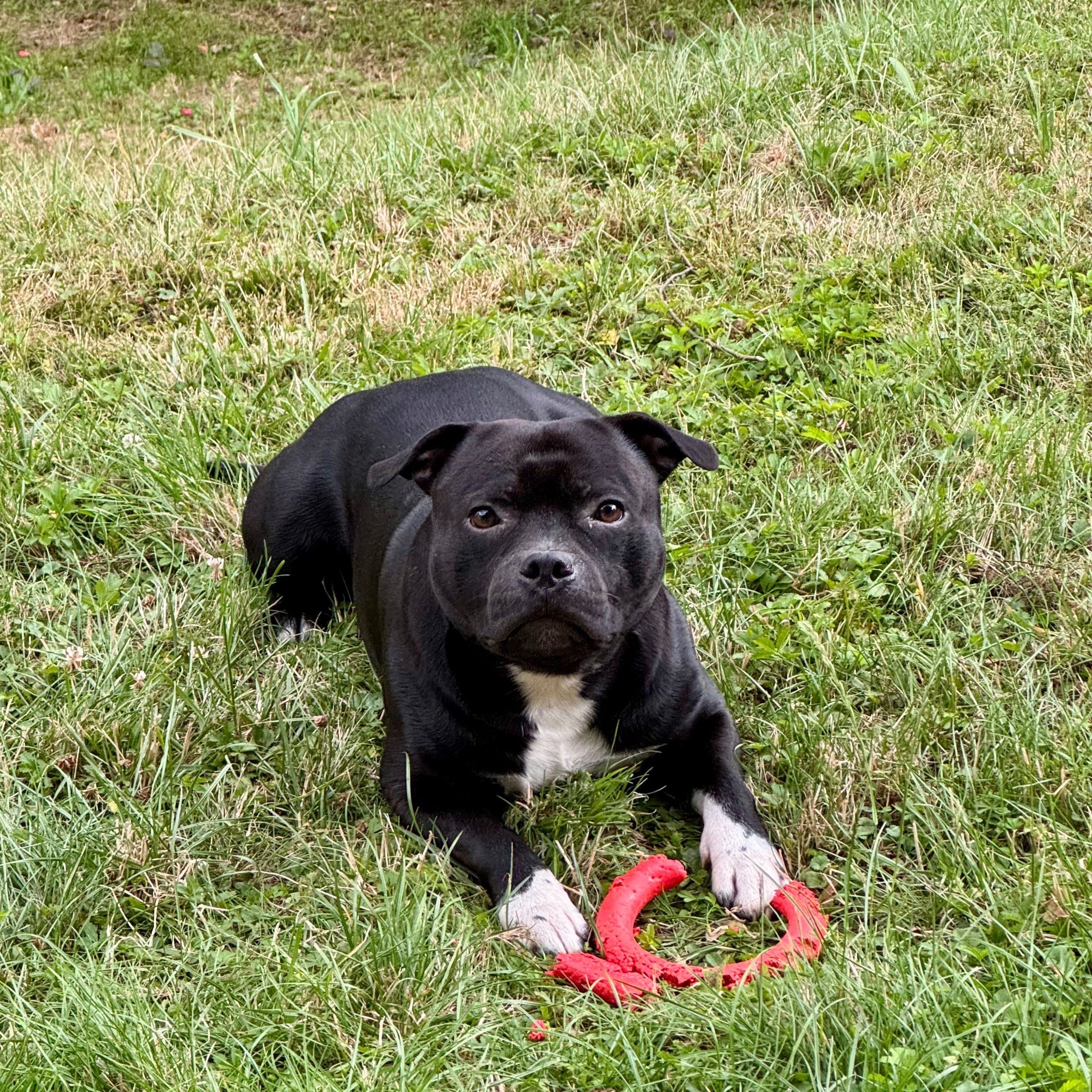 Soutěžní fotografie - Béďa,  Stafordšírský bullterier