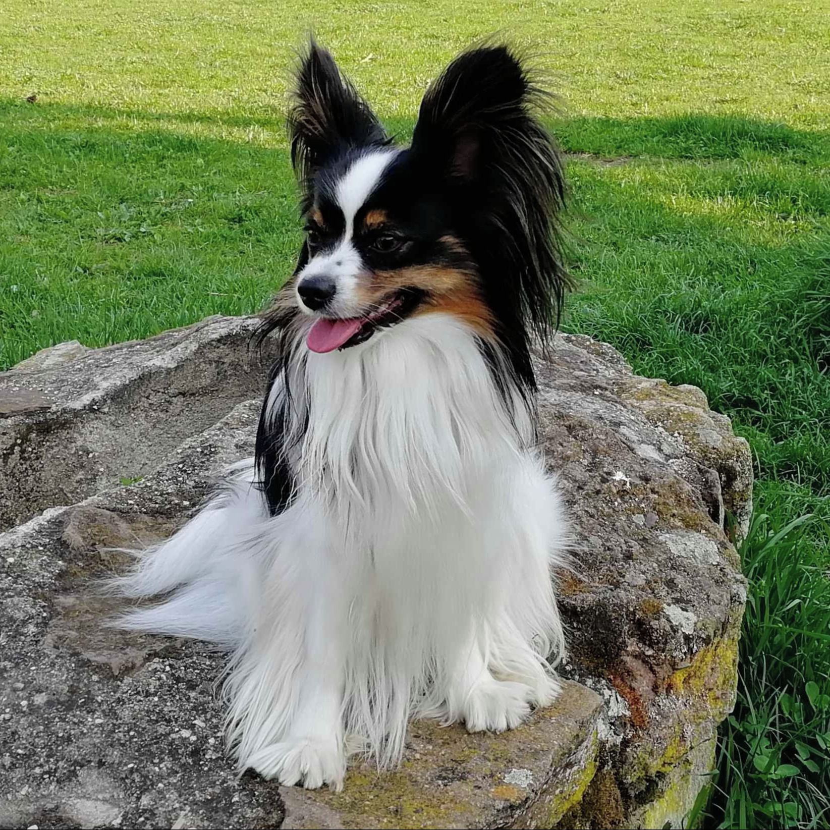 Soutěžní fotografie - Rebi,  Papillon