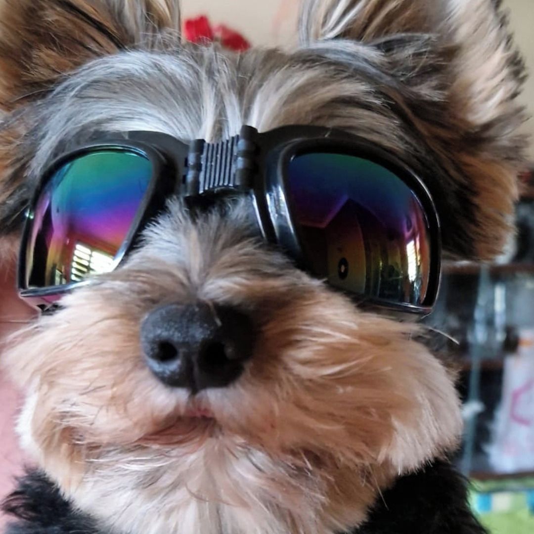 Soutěžní fotografie - RONIK,  Yorkšírský terier