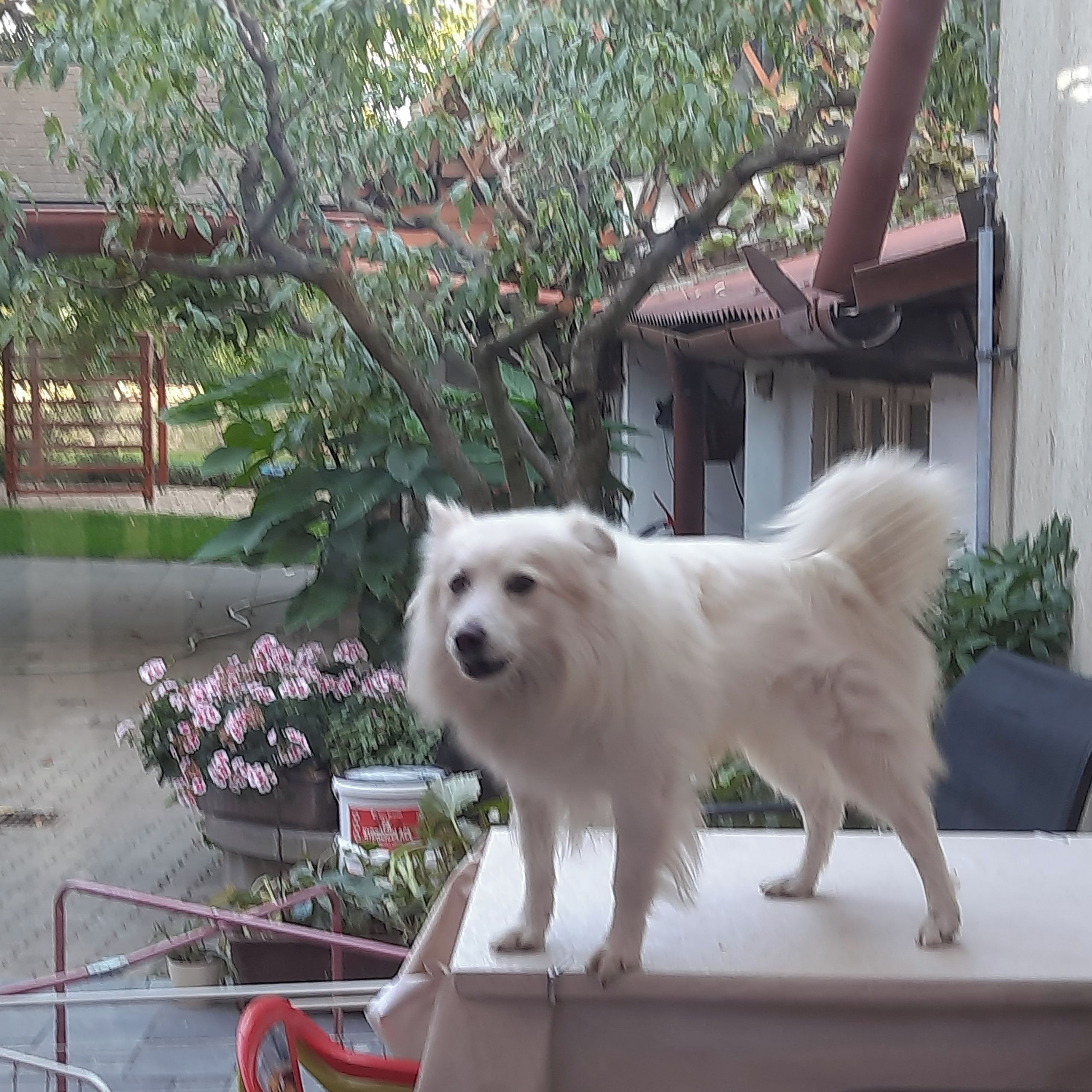 Soutěžní fotografie - Míša,  Německý špic střední