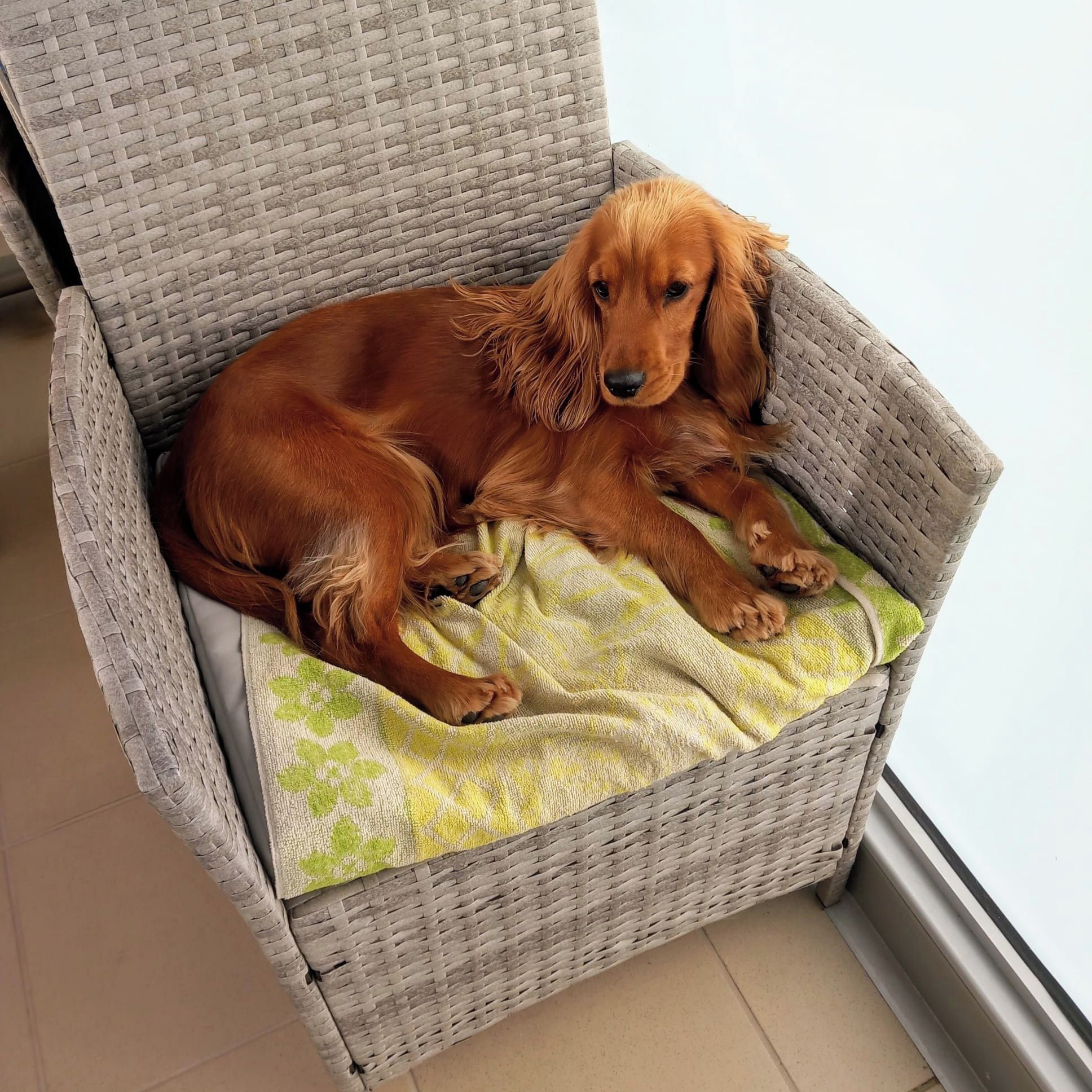 Soutěžní fotografie - Rozárka,  Anglický kokršpaněl