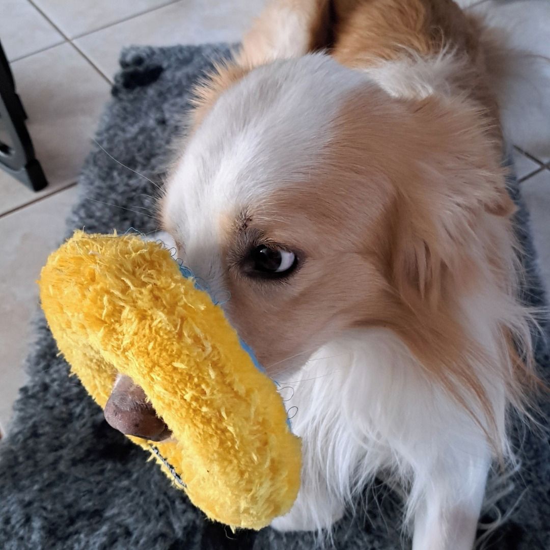 Soutěžní fotografie - Olí,  Border kolie