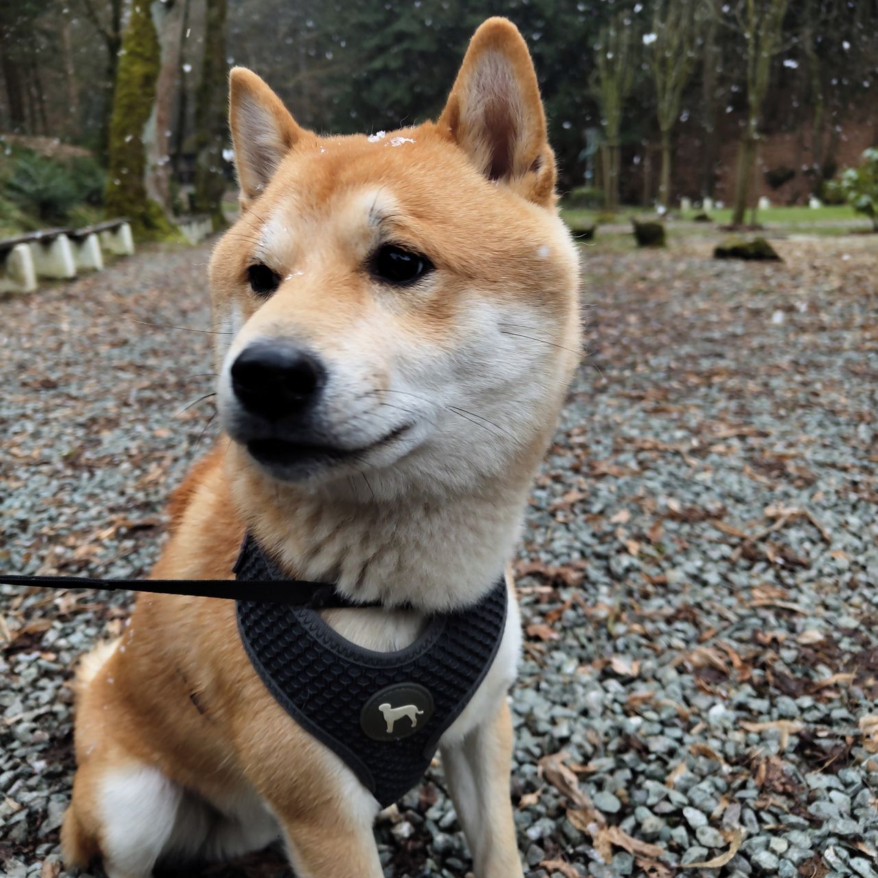 Soutěžní fotografie - Haru,  Shiba