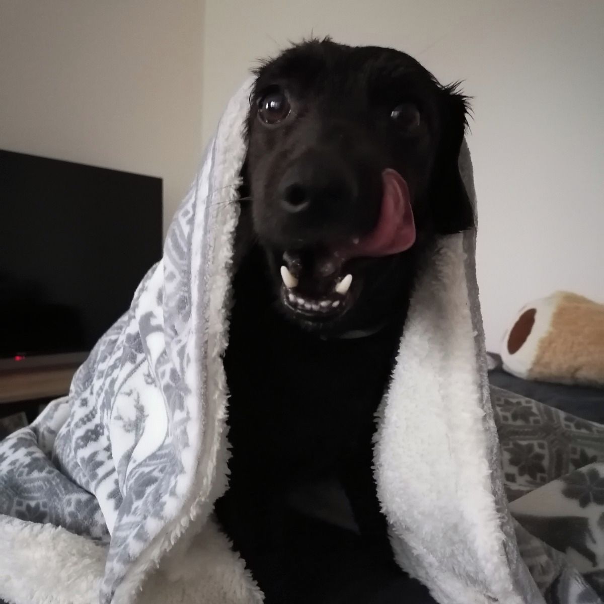 Soutěžní fotografie - Henki,  Ostatní