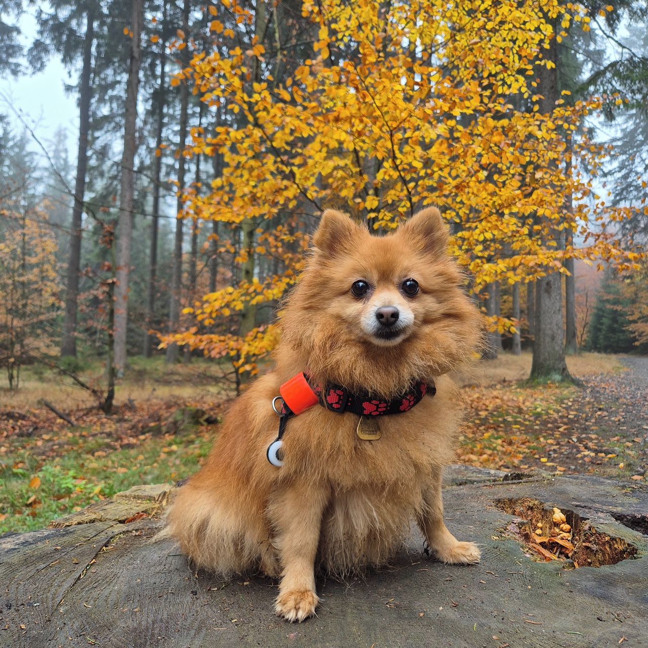 Soutěžní fotografie - Kitty,  Německý špic malý