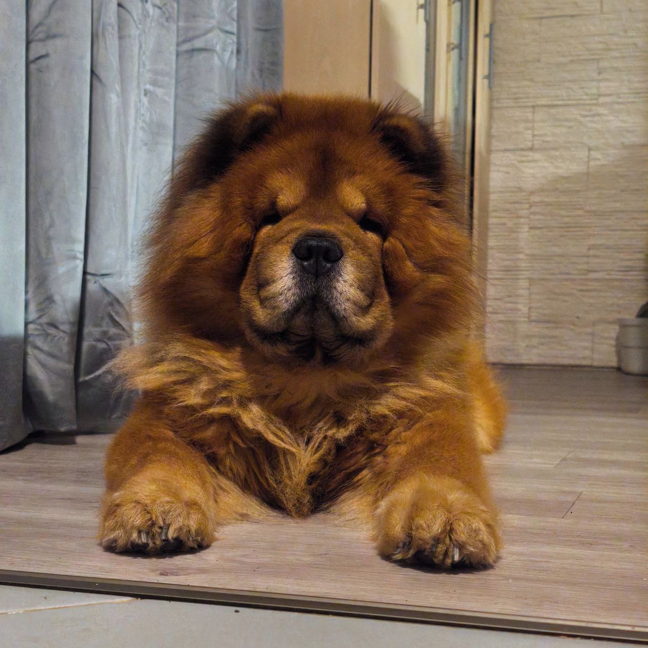 Soutěžní fotografie - Niky,  Chow chow