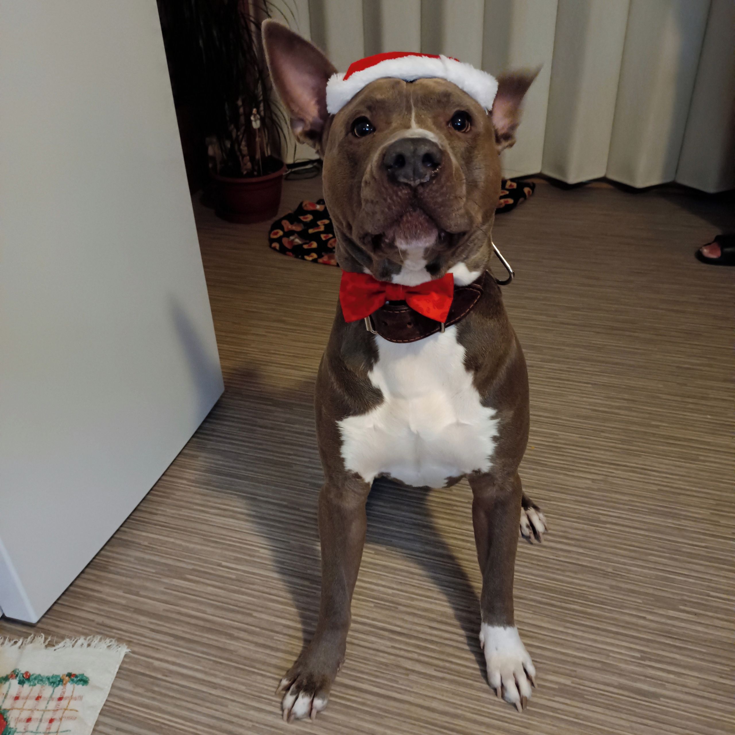 Soutěžní fotografie - Harly Davidson,  Americký stafordširský terier